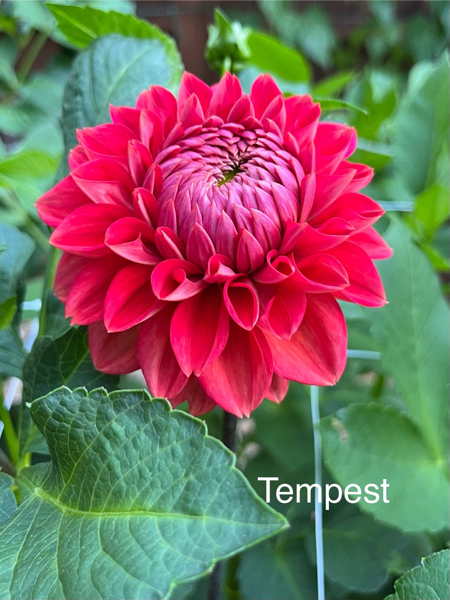 Tempest Rooted Cutting - LOCAL PICK UP ONLY