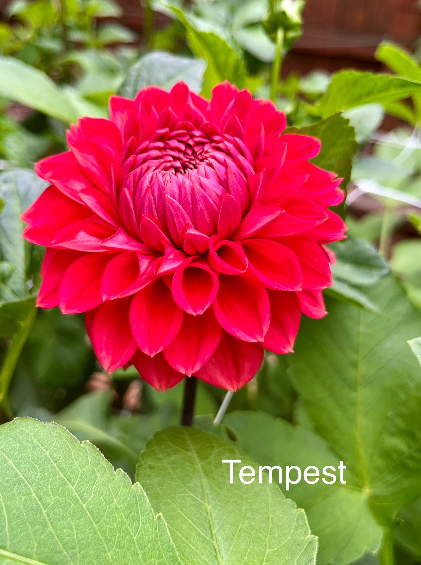 Tempest Rooted Cutting - LOCAL PICK UP ONLY