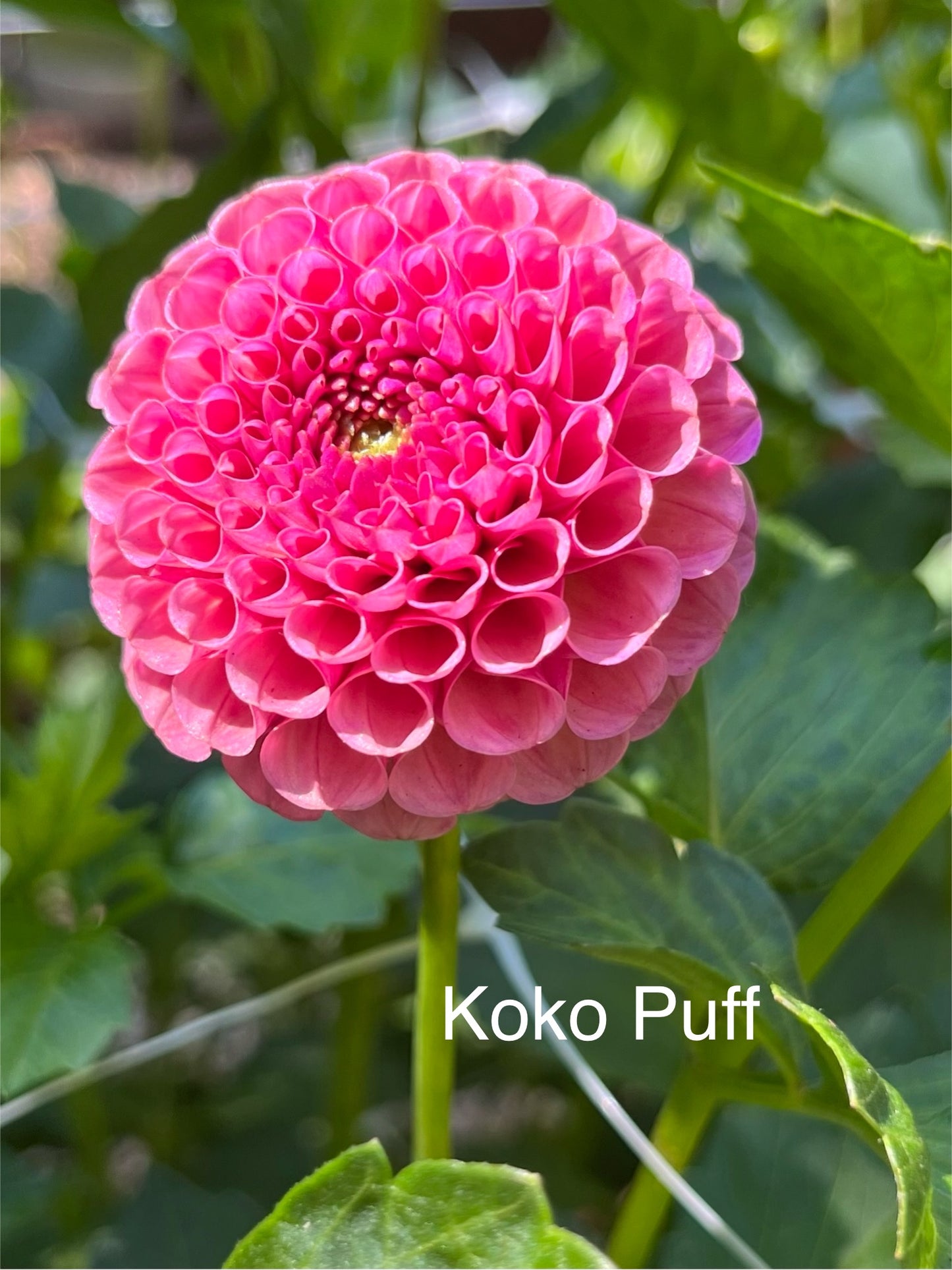 Koko Puff