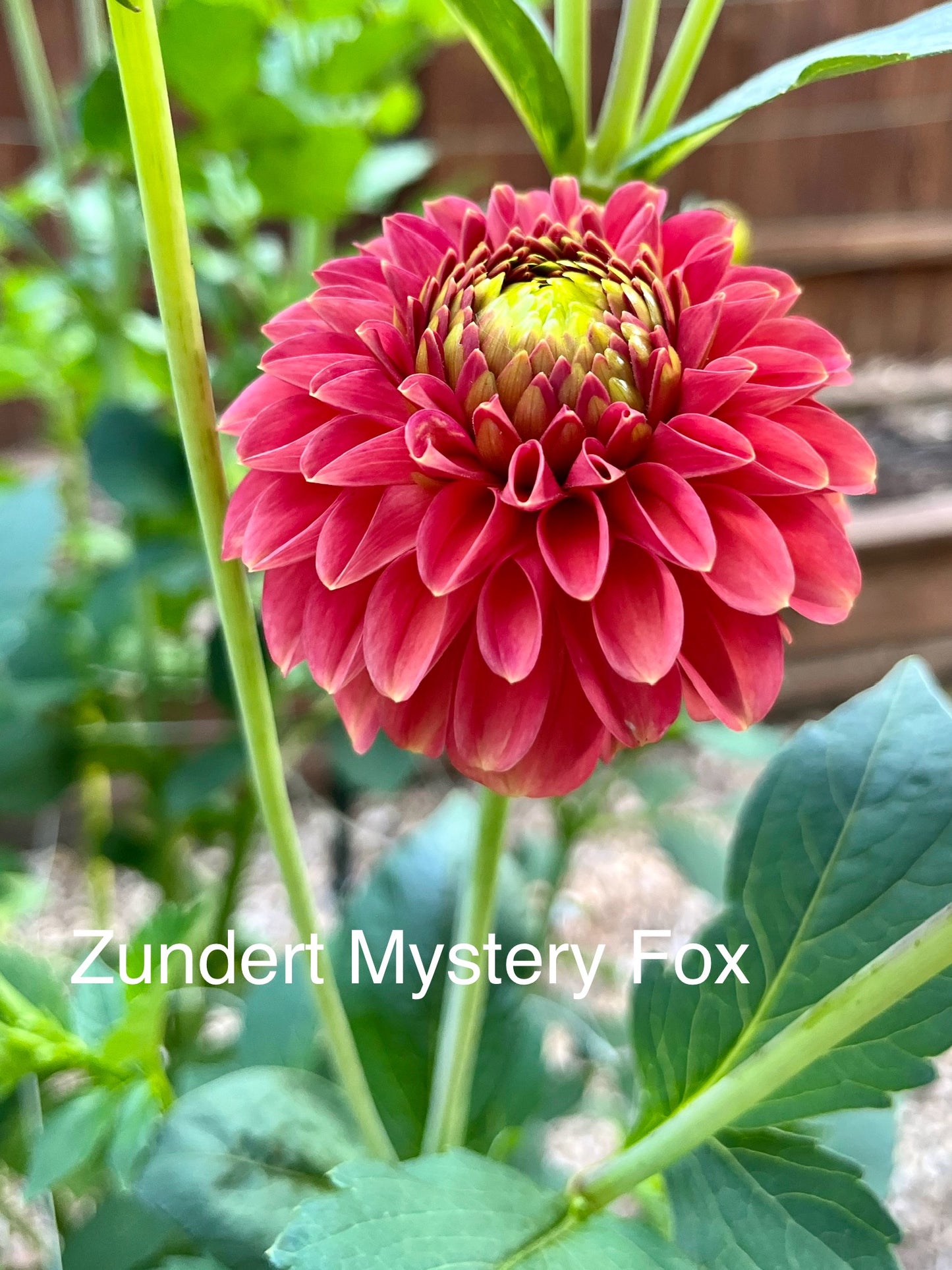 Zundert Mystery Fox