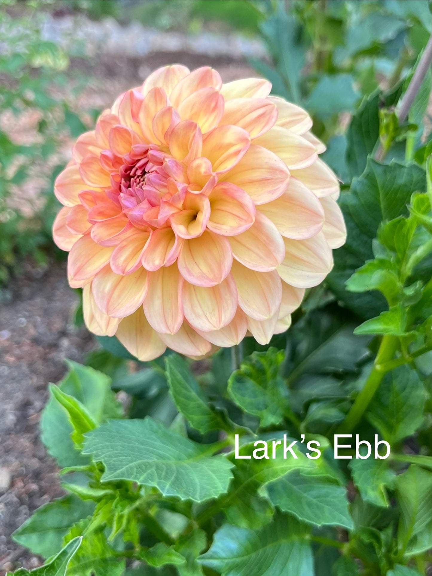 Lark's Ebbe