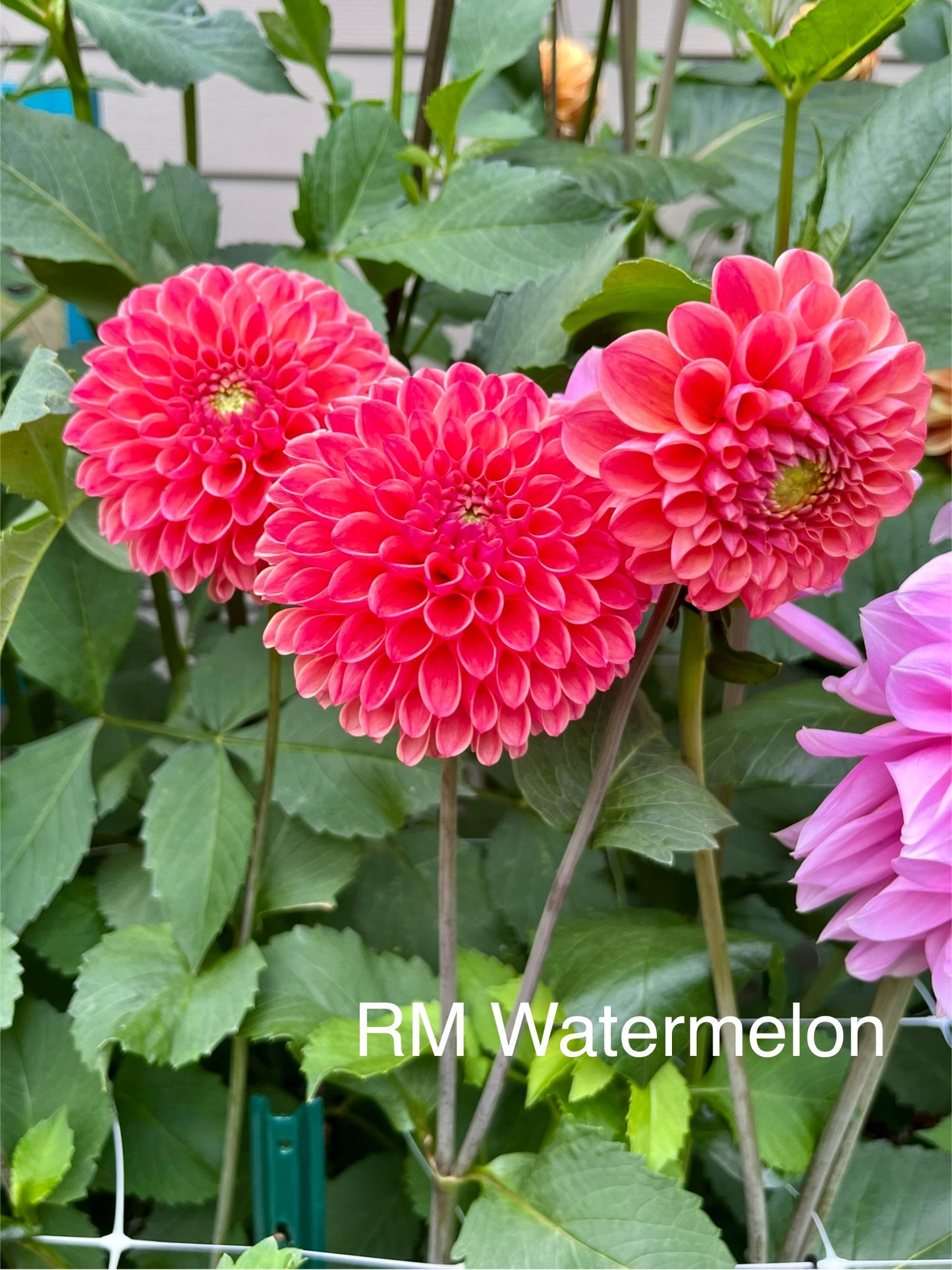 RM Watermelon Rooted Cutting - LOCAL PICK UP ONLY