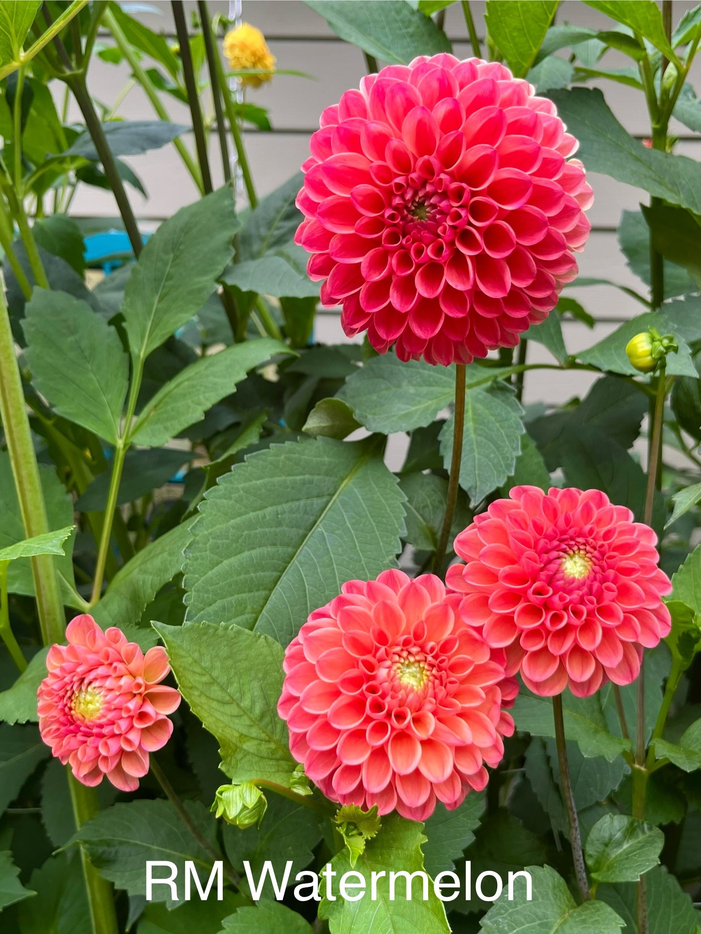 RM Watermelon Rooted Cutting - LOCAL PICK UP ONLY