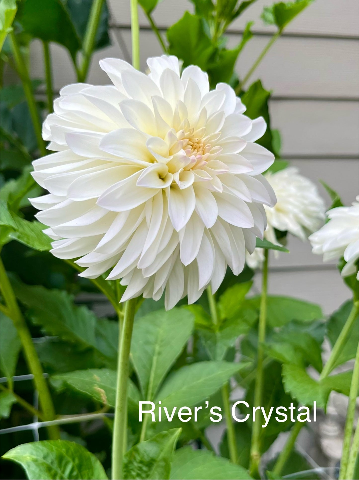 River’s Crystal Rooted Cutting - LOCAL PICK UP ONLY