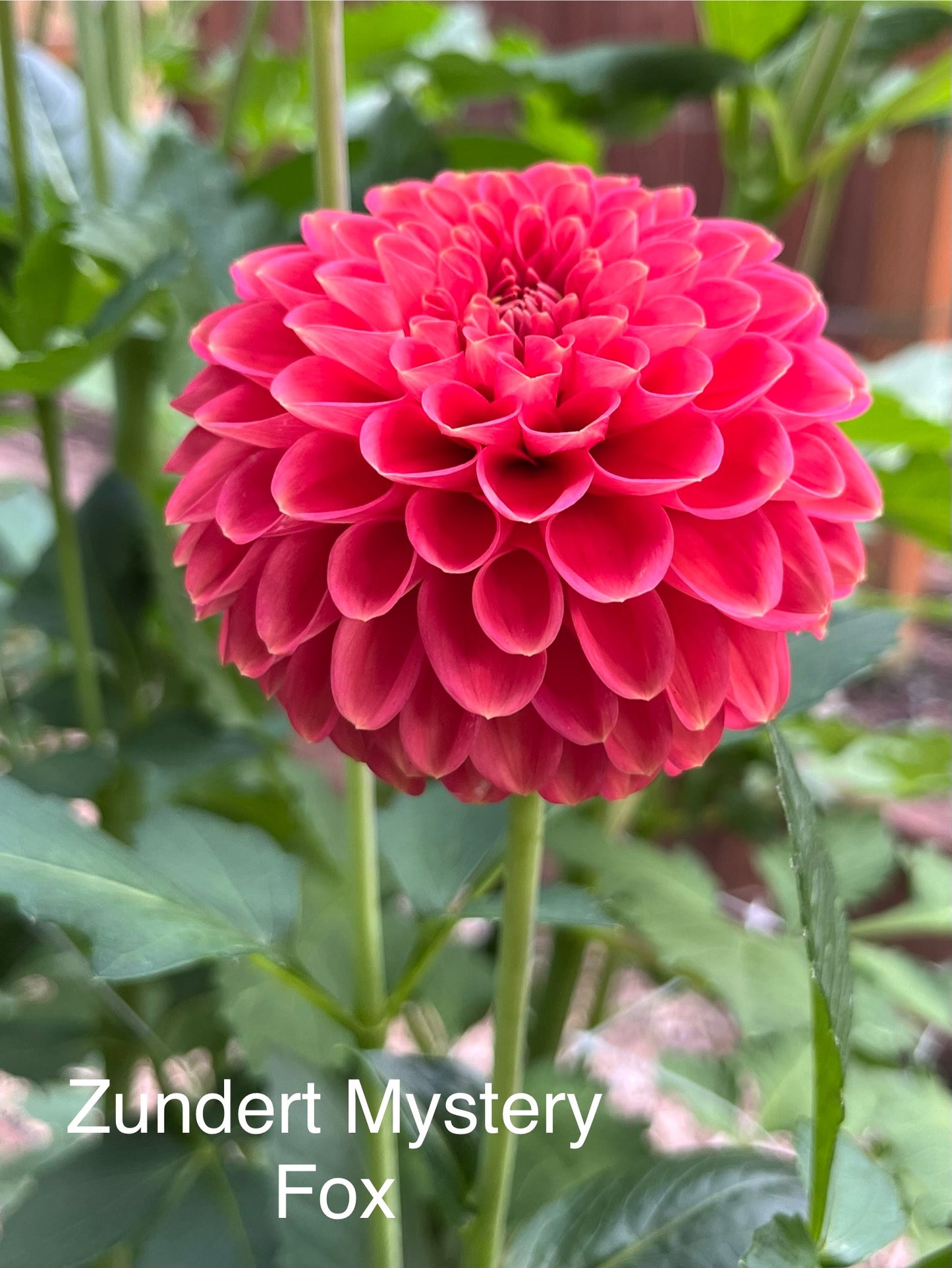Zundert Mystery Fox