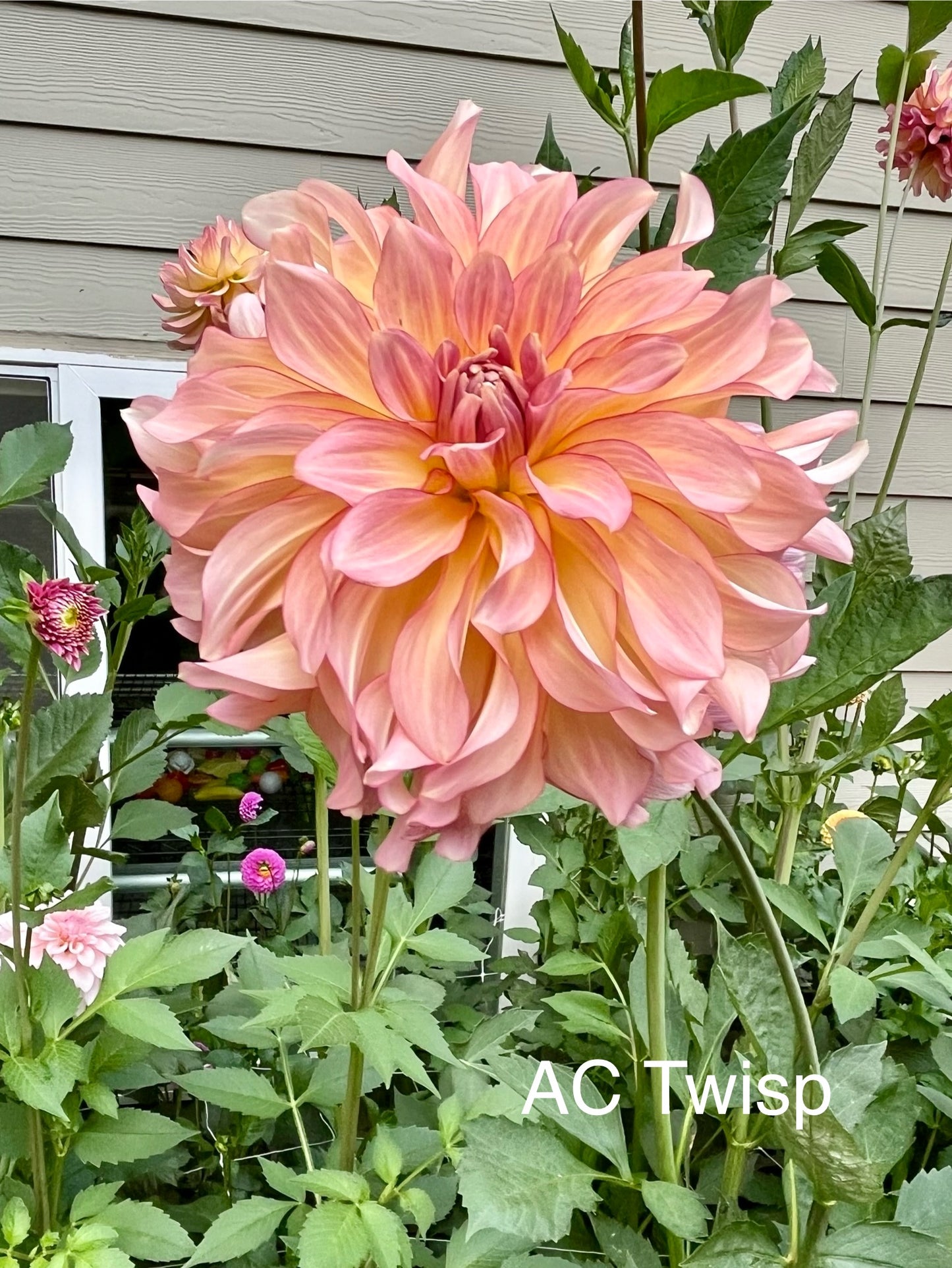 AC Twisp Rooted Cutting - LOCAL PICK UP ONLY