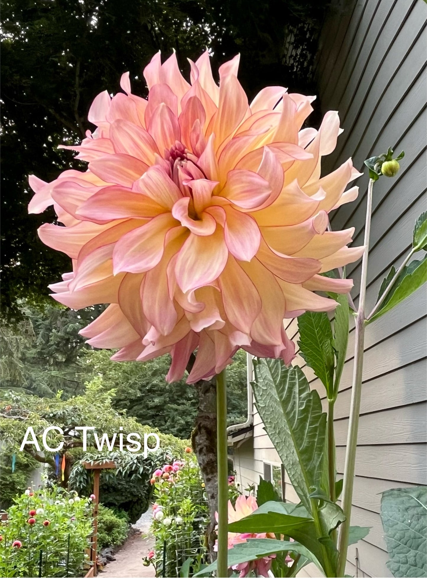 AC Twisp Rooted Cutting - LOCAL PICK UP ONLY