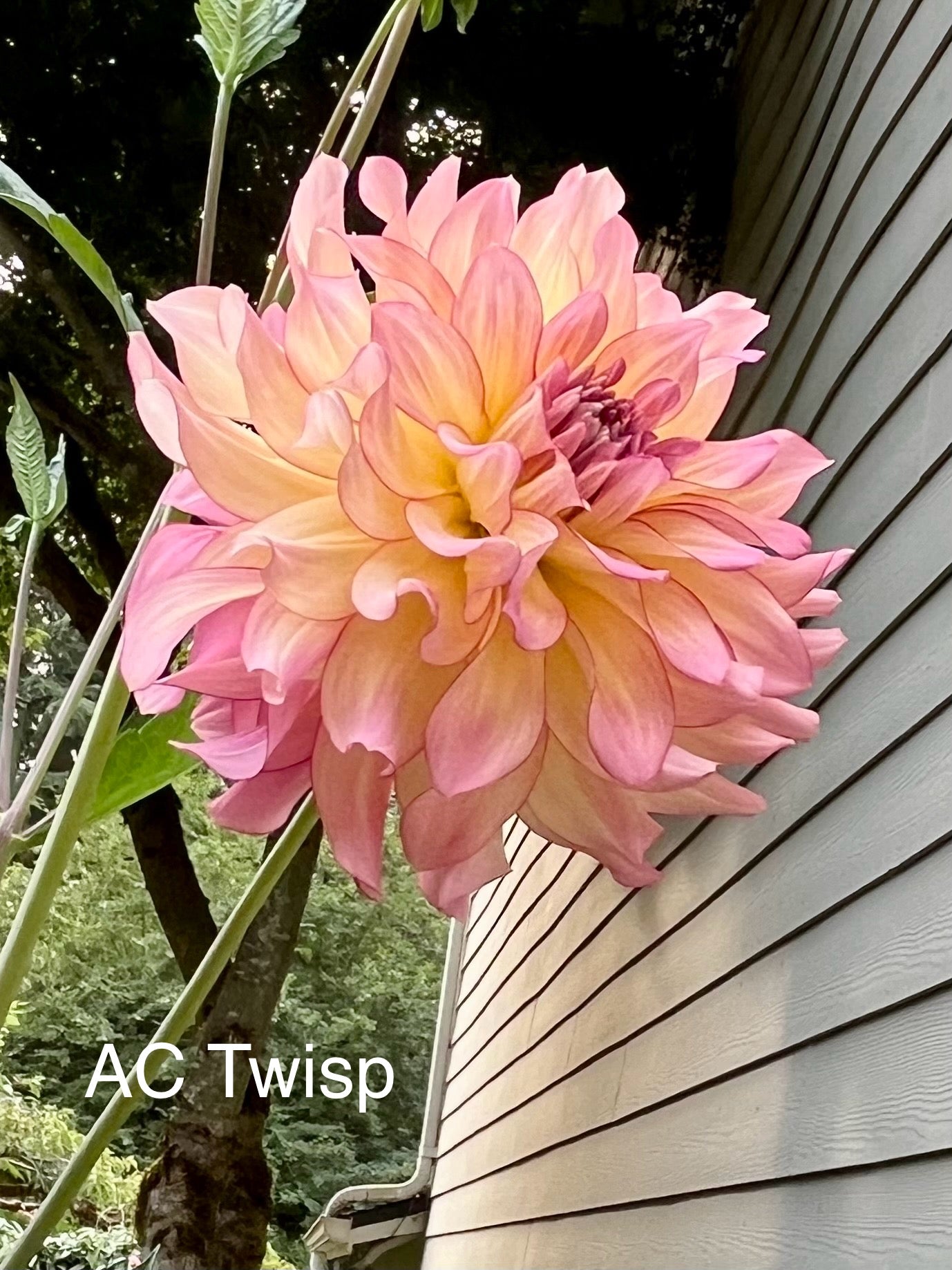 AC Twisp Rooted Cutting - LOCAL PICK UP ONLY