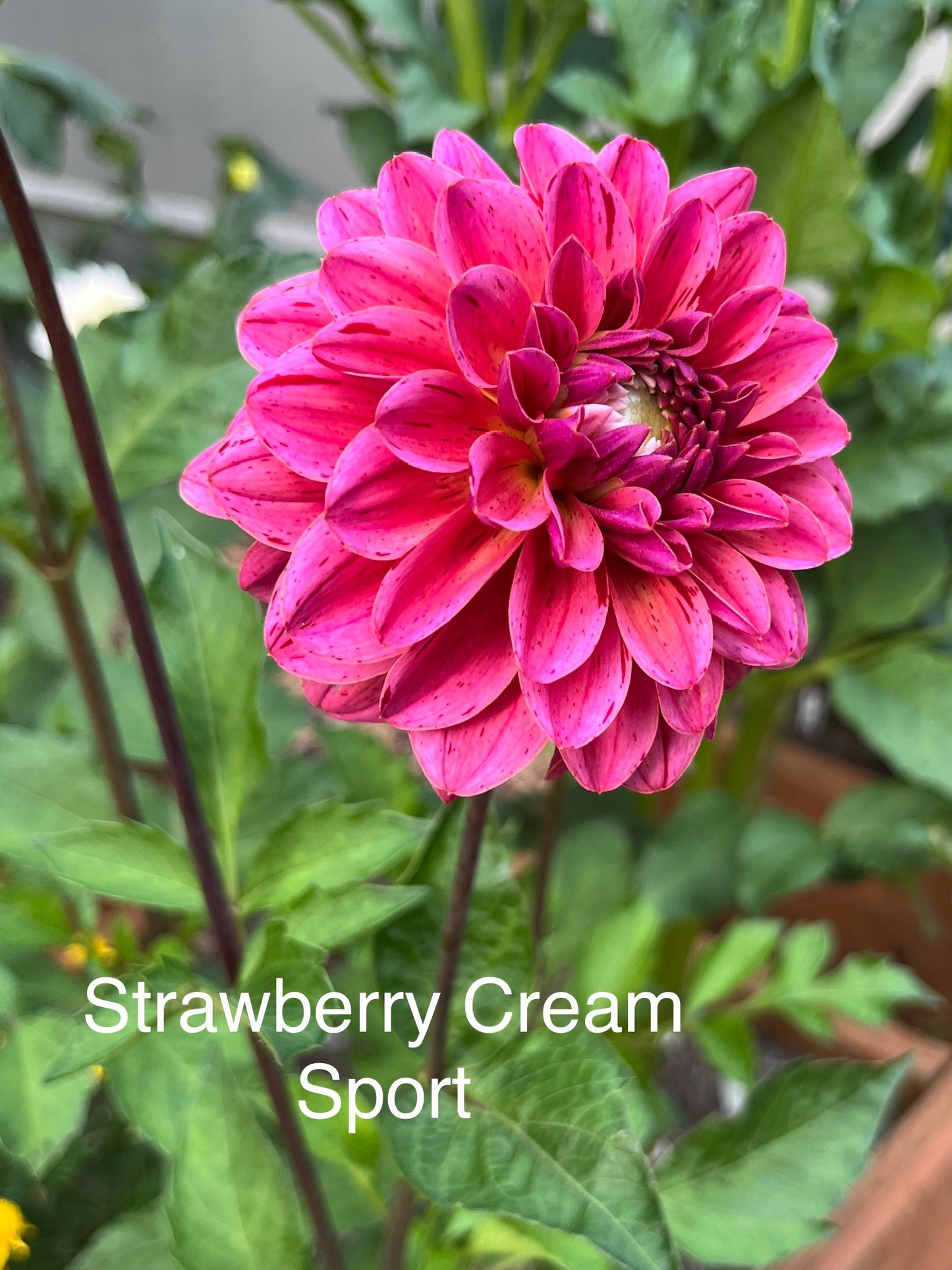 Strawberry Cream