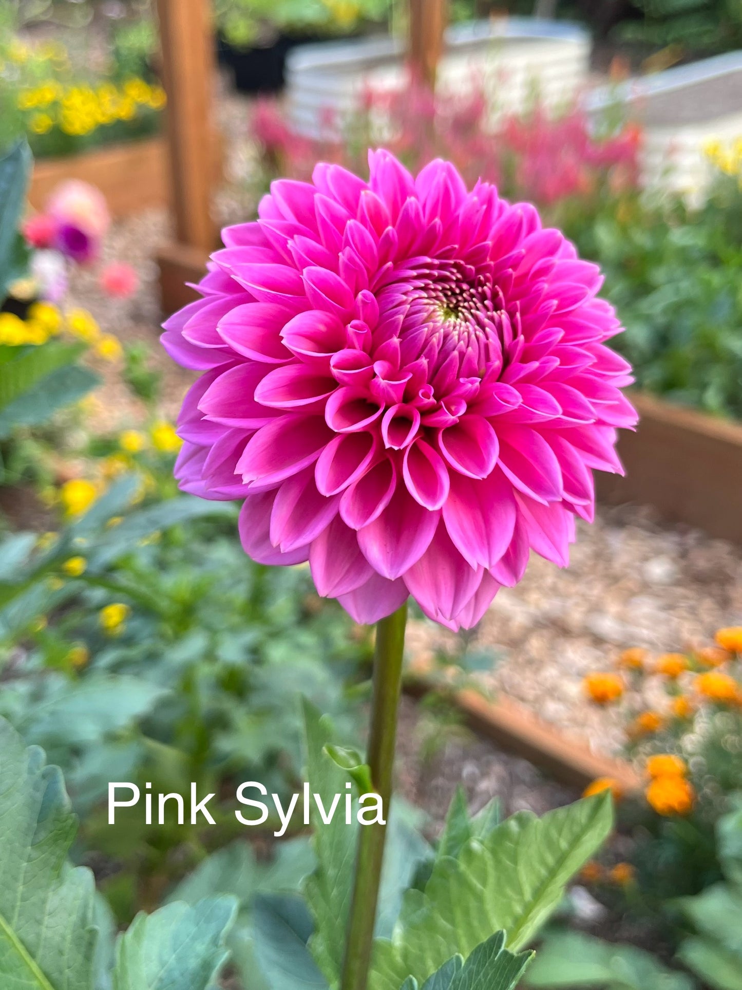 Pink Sylvia