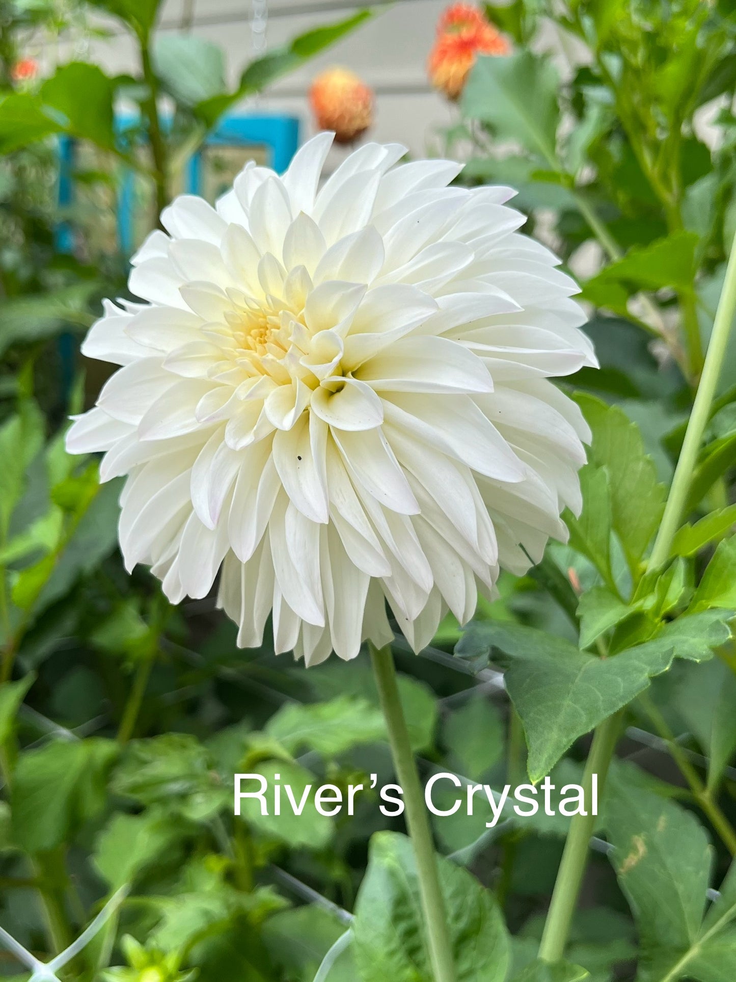 River’s Crystal Rooted Cutting - LOCAL PICK UP ONLY