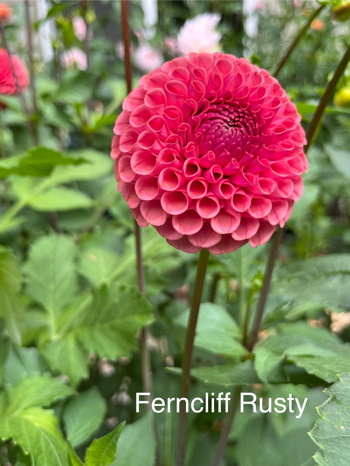 Ferncliff Rusty