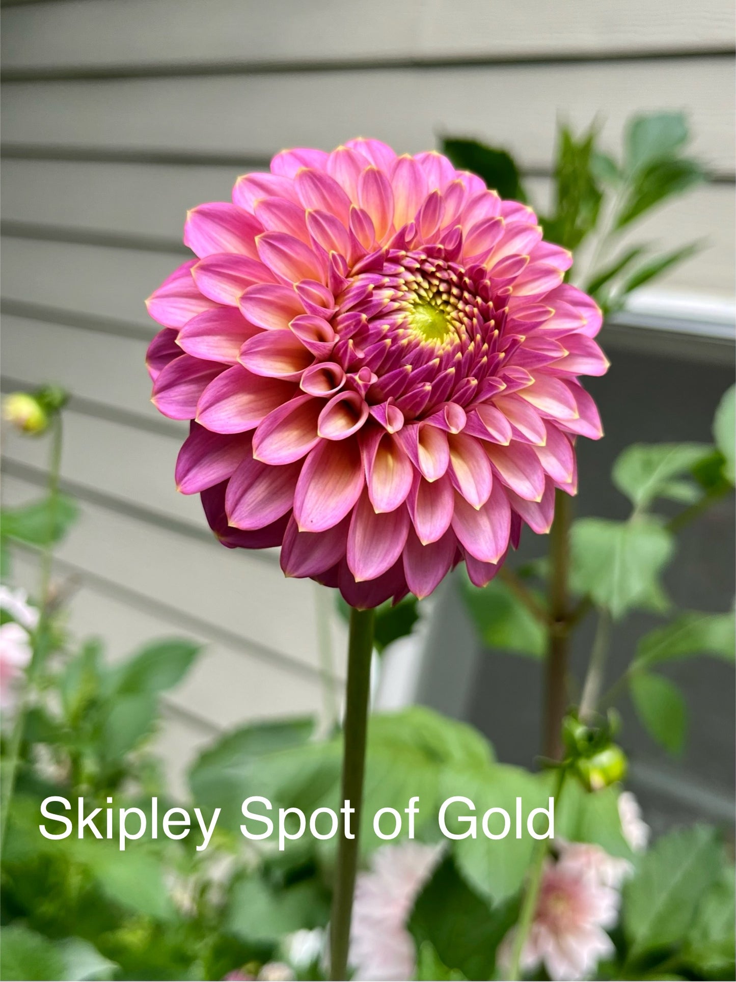 Skipley Spot of Gold