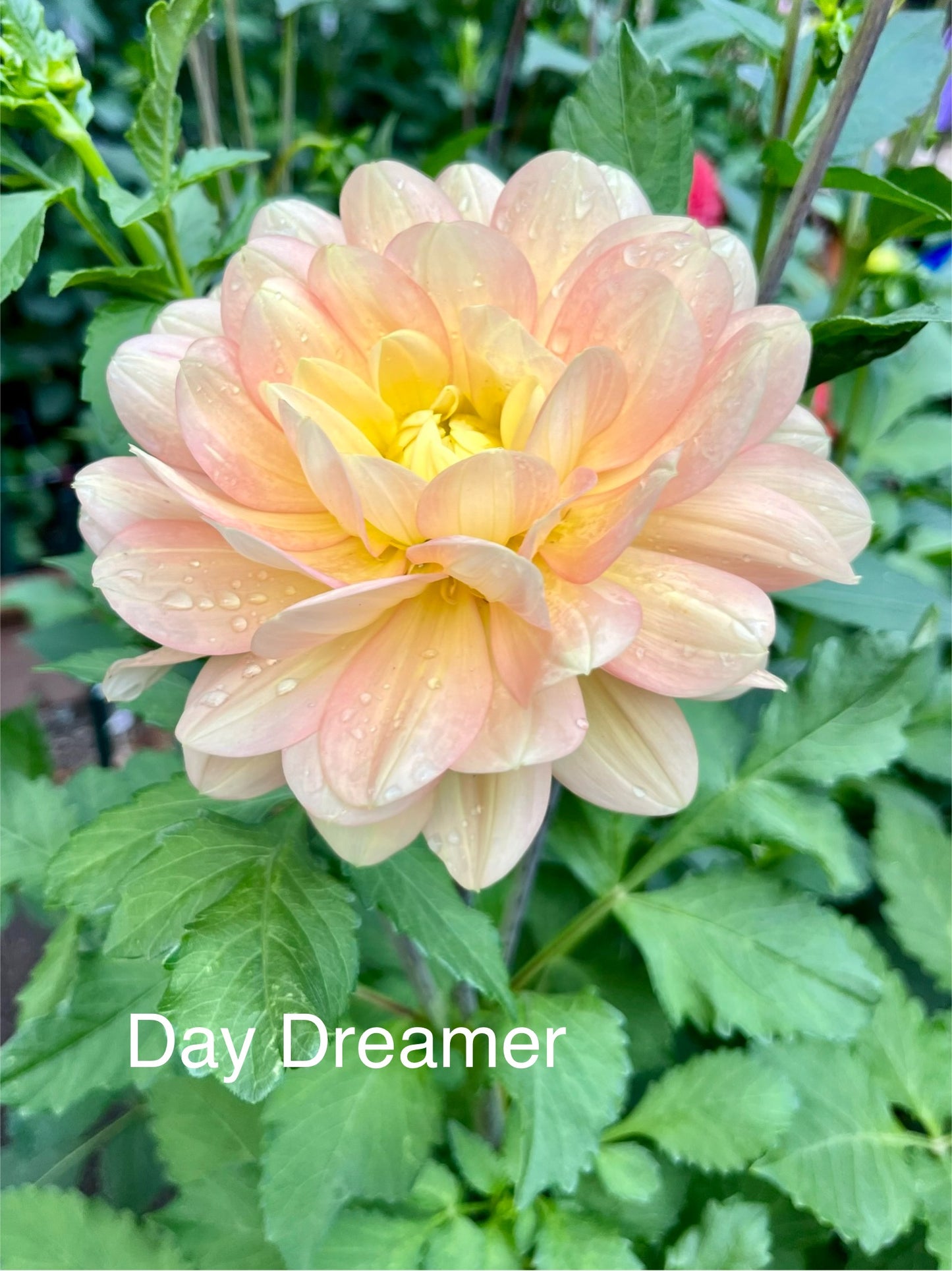 Day Dreamer