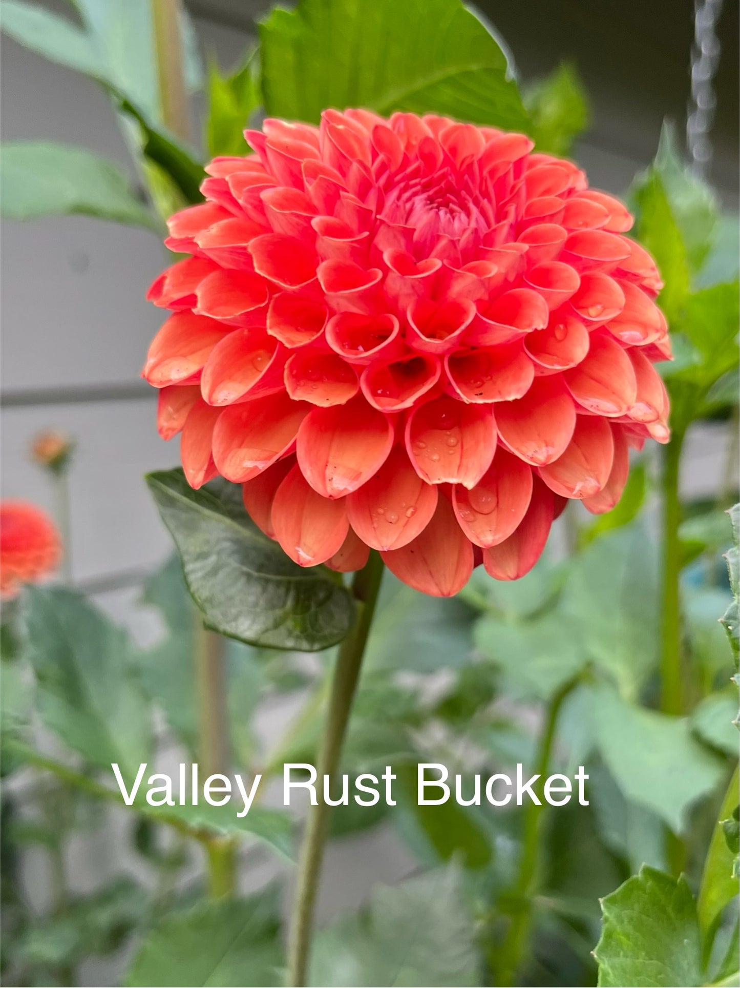 Valley Rust Bucket