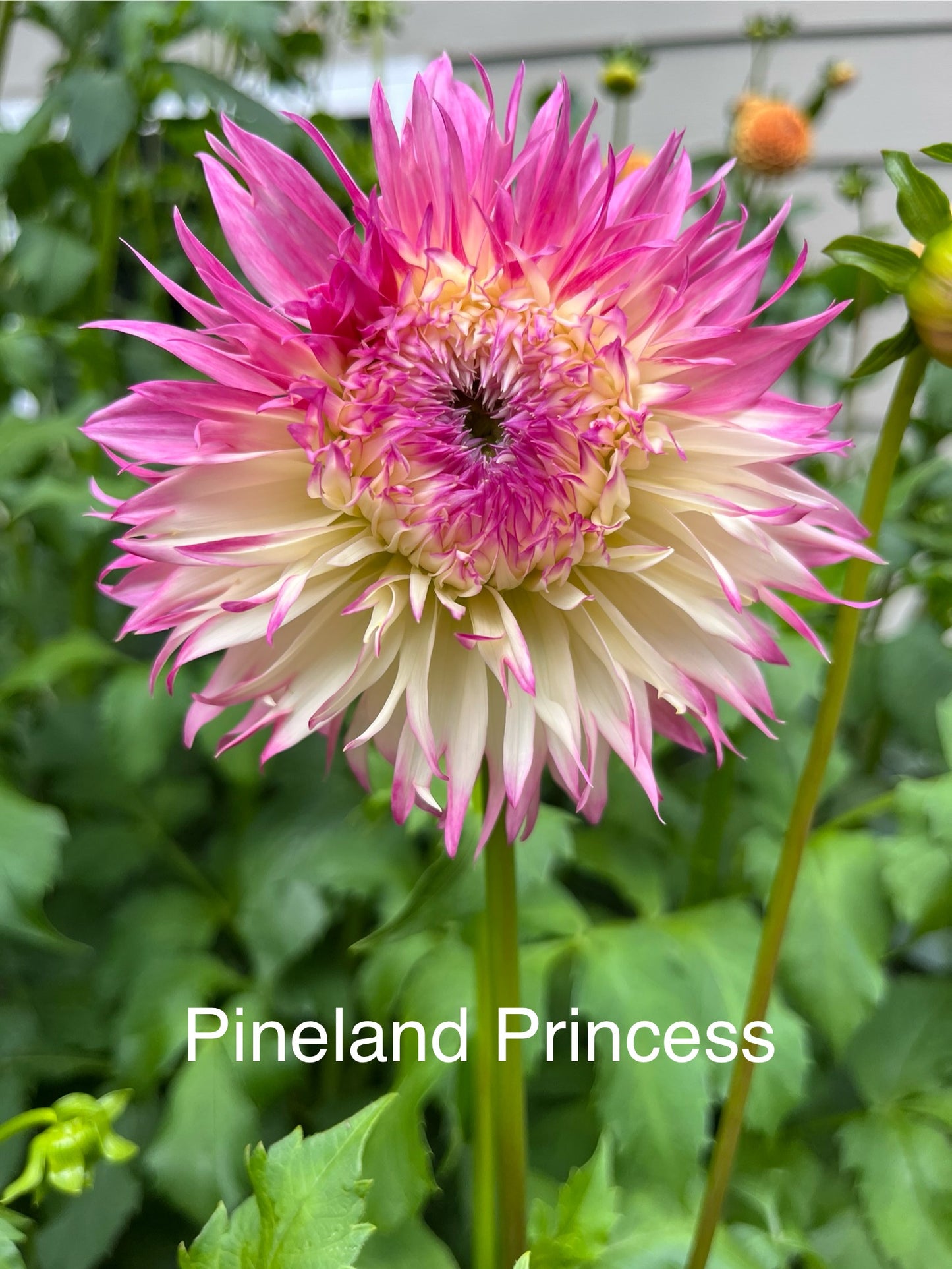Pinelands Princess