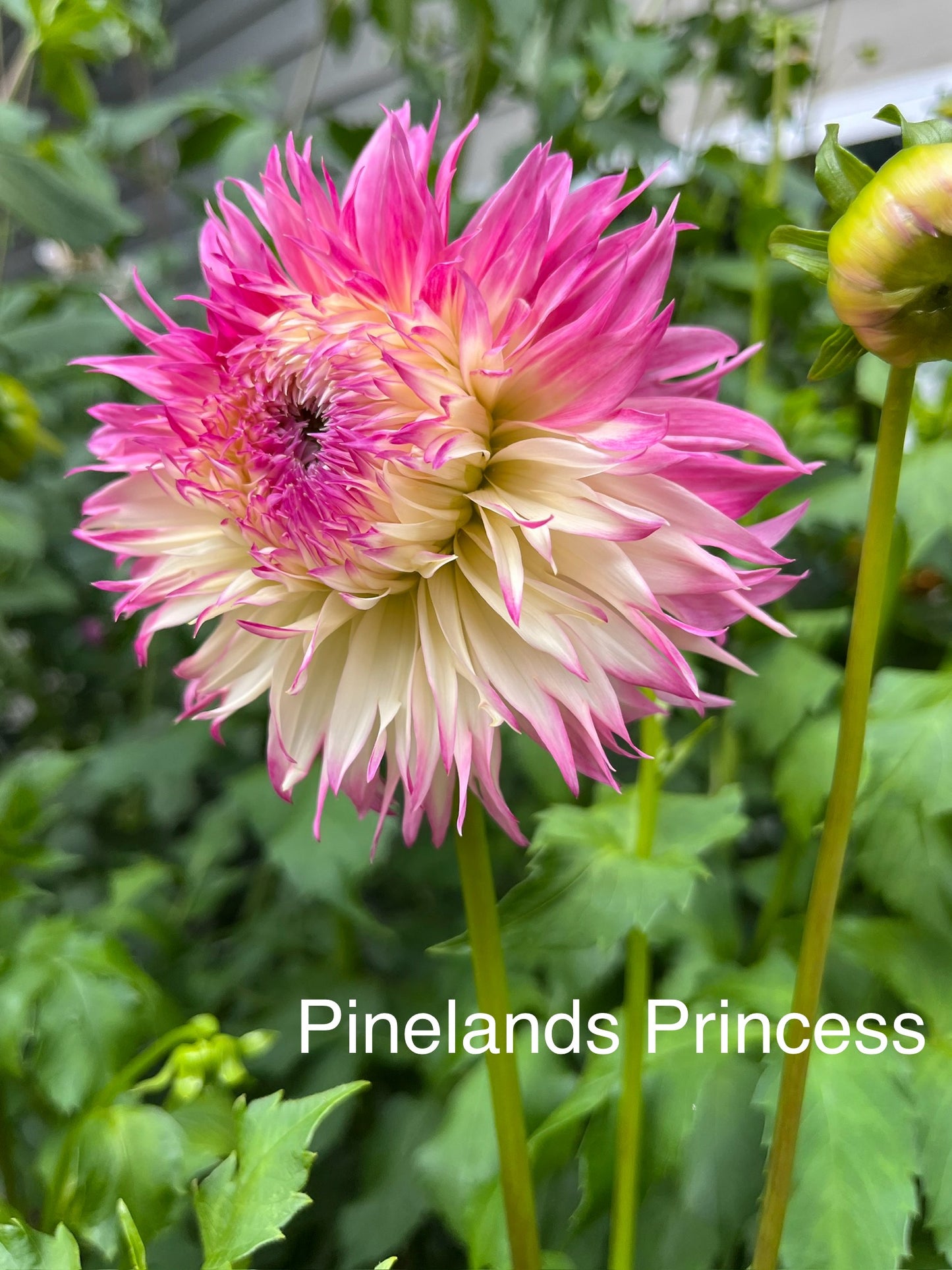 Pinelands Princess