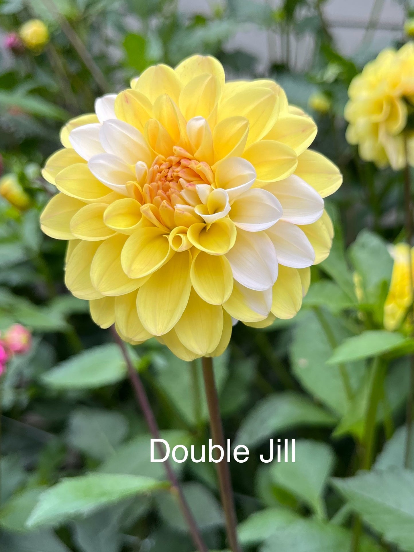 Double Jill