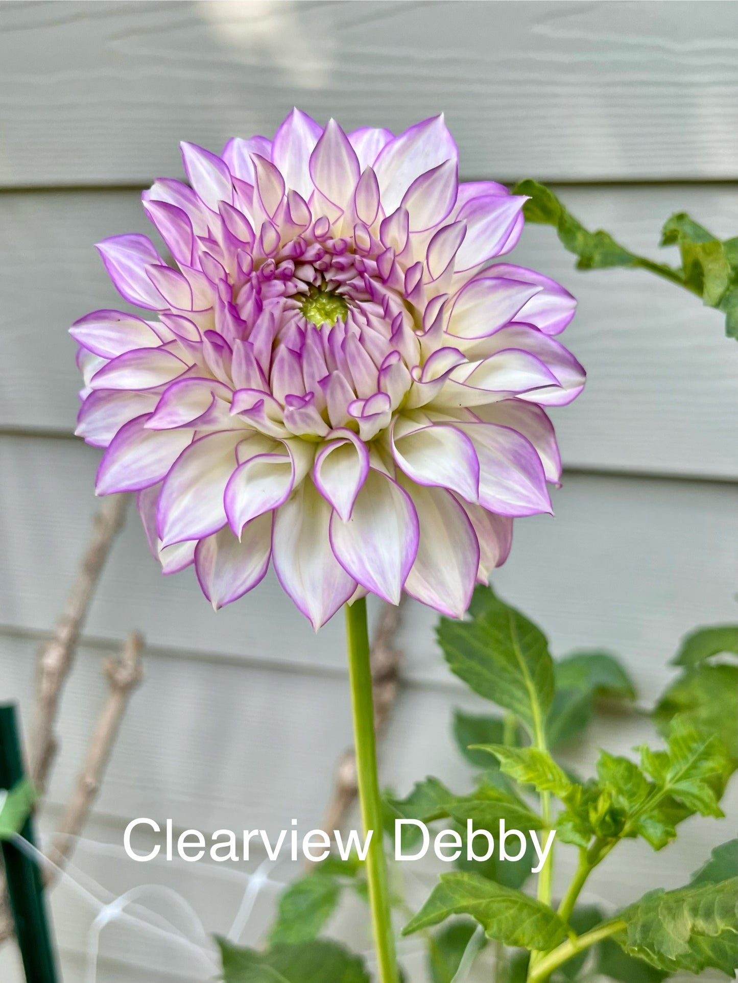 Clearview Debby Rooted Cutting - LOCAL PICK UP ONLY