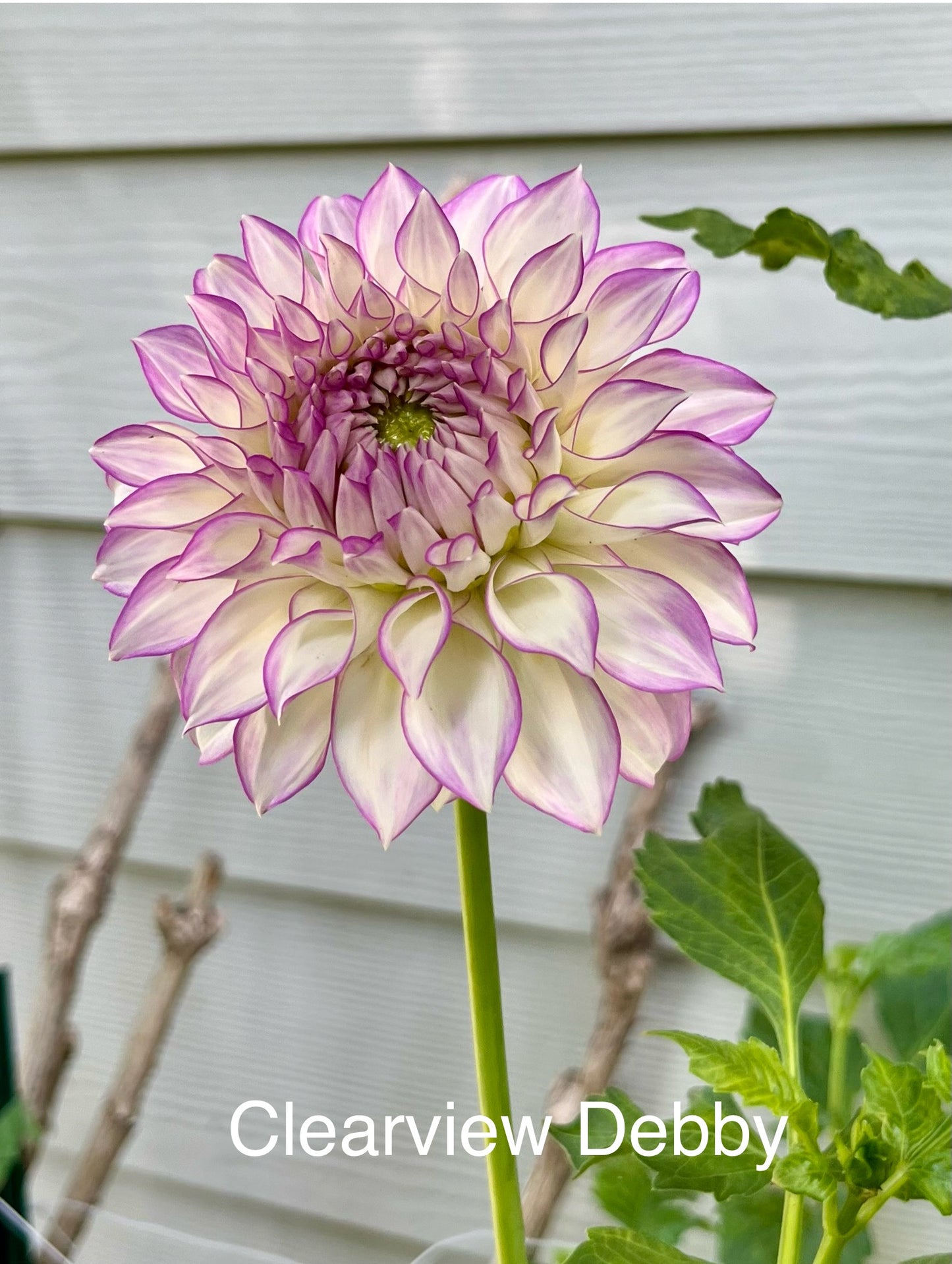 Clearview Debby Rooted Cutting - LOCAL PICK UP ONLY