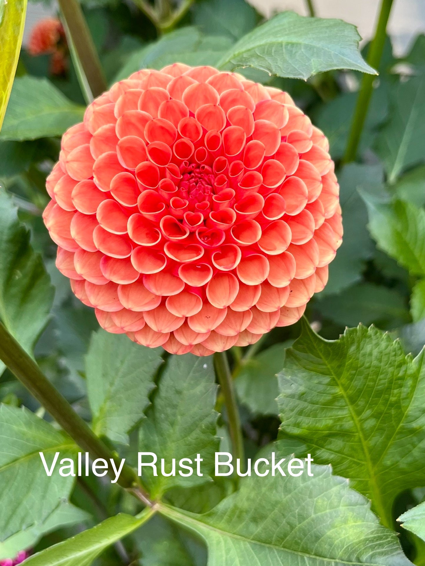 Valley Rust Bucket