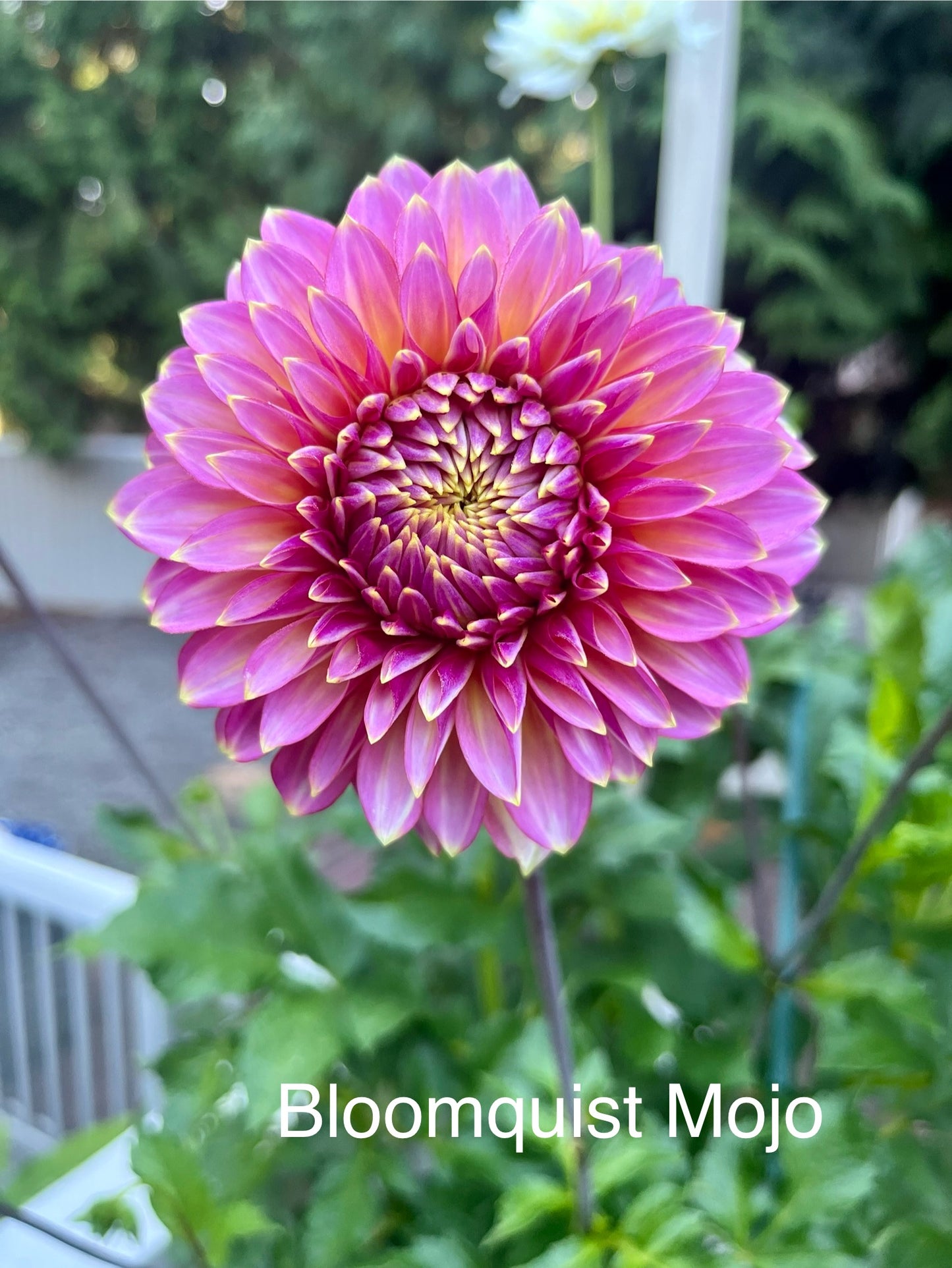 Bloomquist Mojo Rooted Cutting - LOCAL PICK UP ONLY