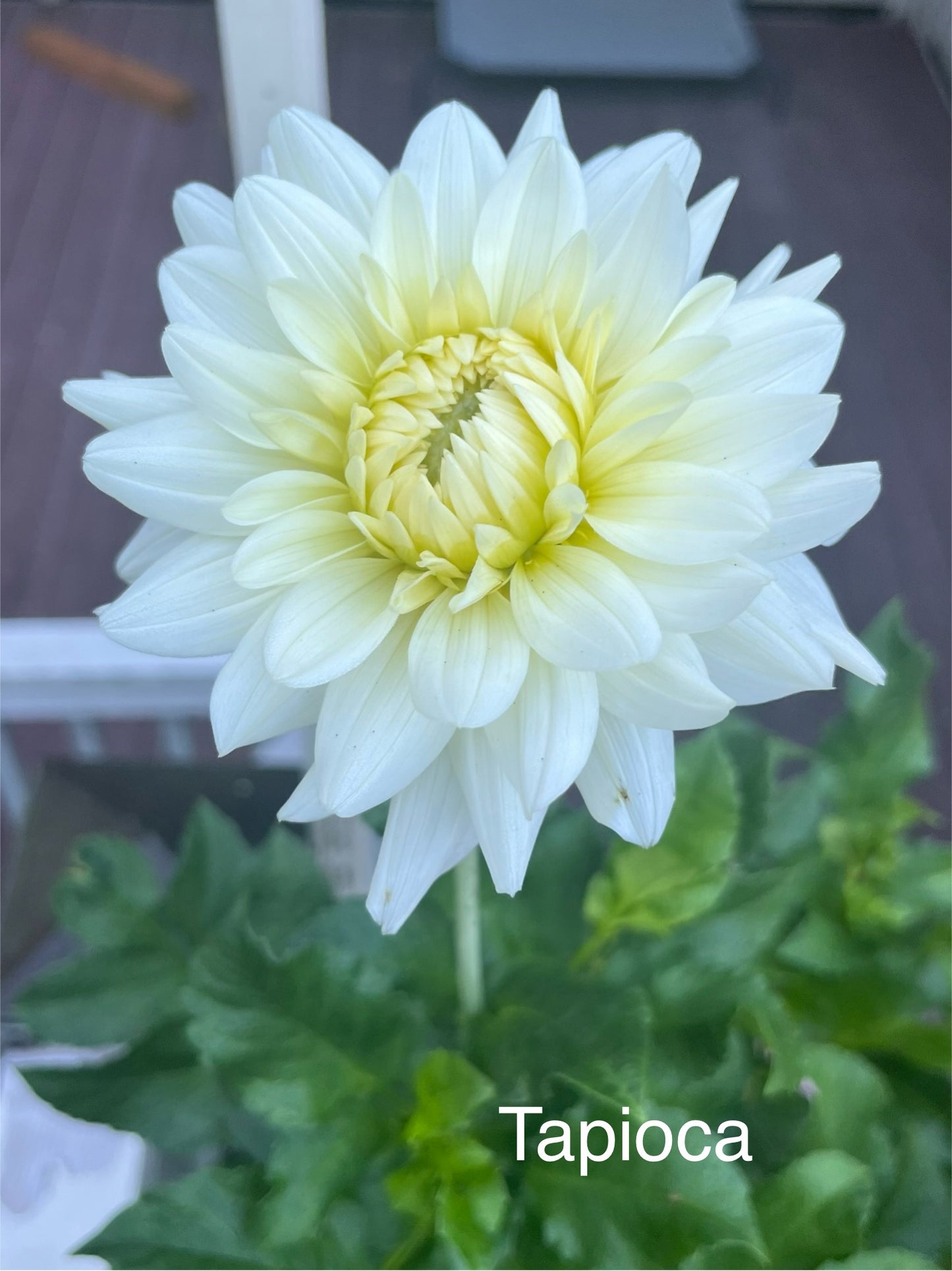 Tapioca
