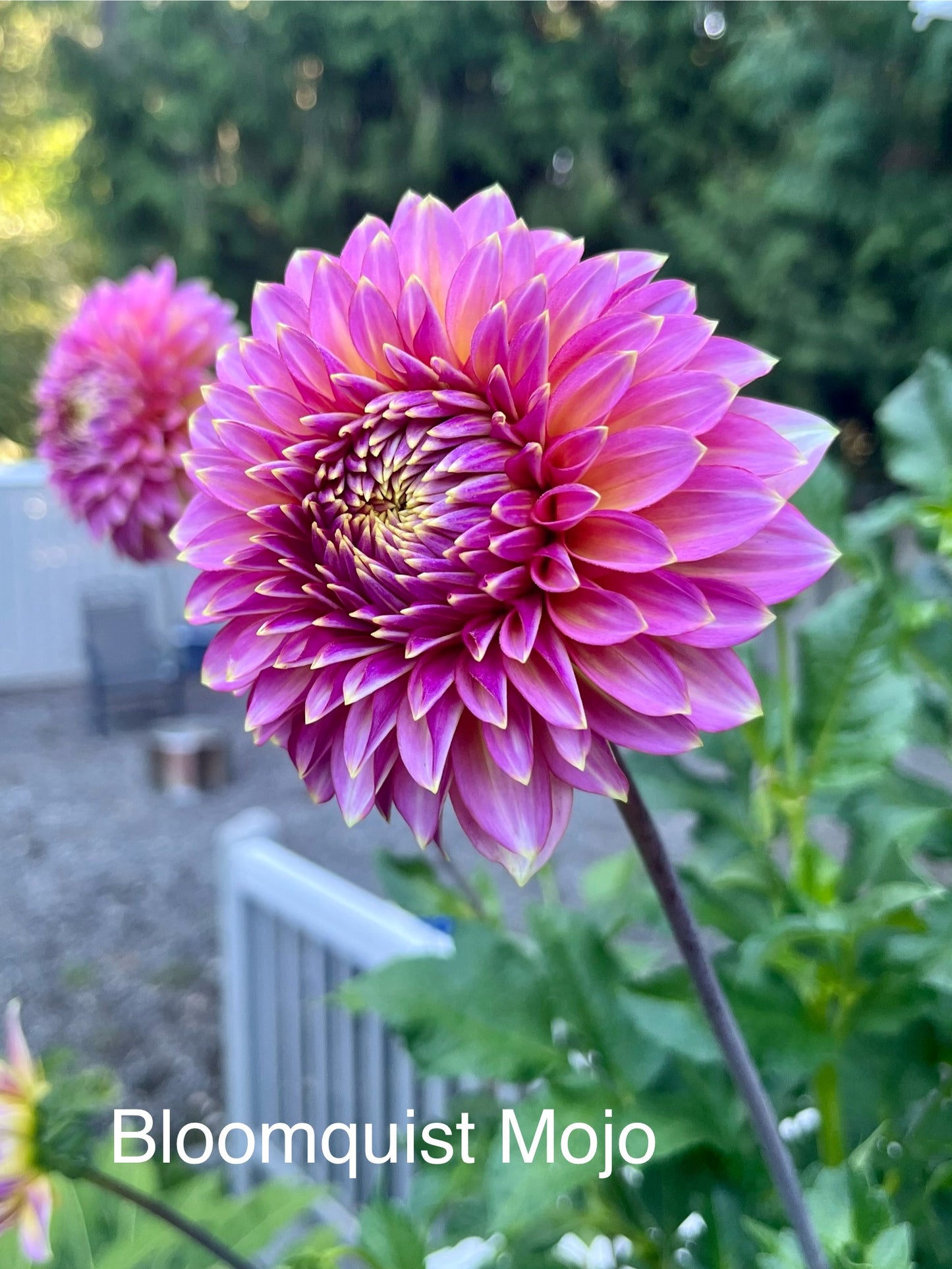 Bloomquist Mojo Rooted Cutting - LOCAL PICK UP ONLY