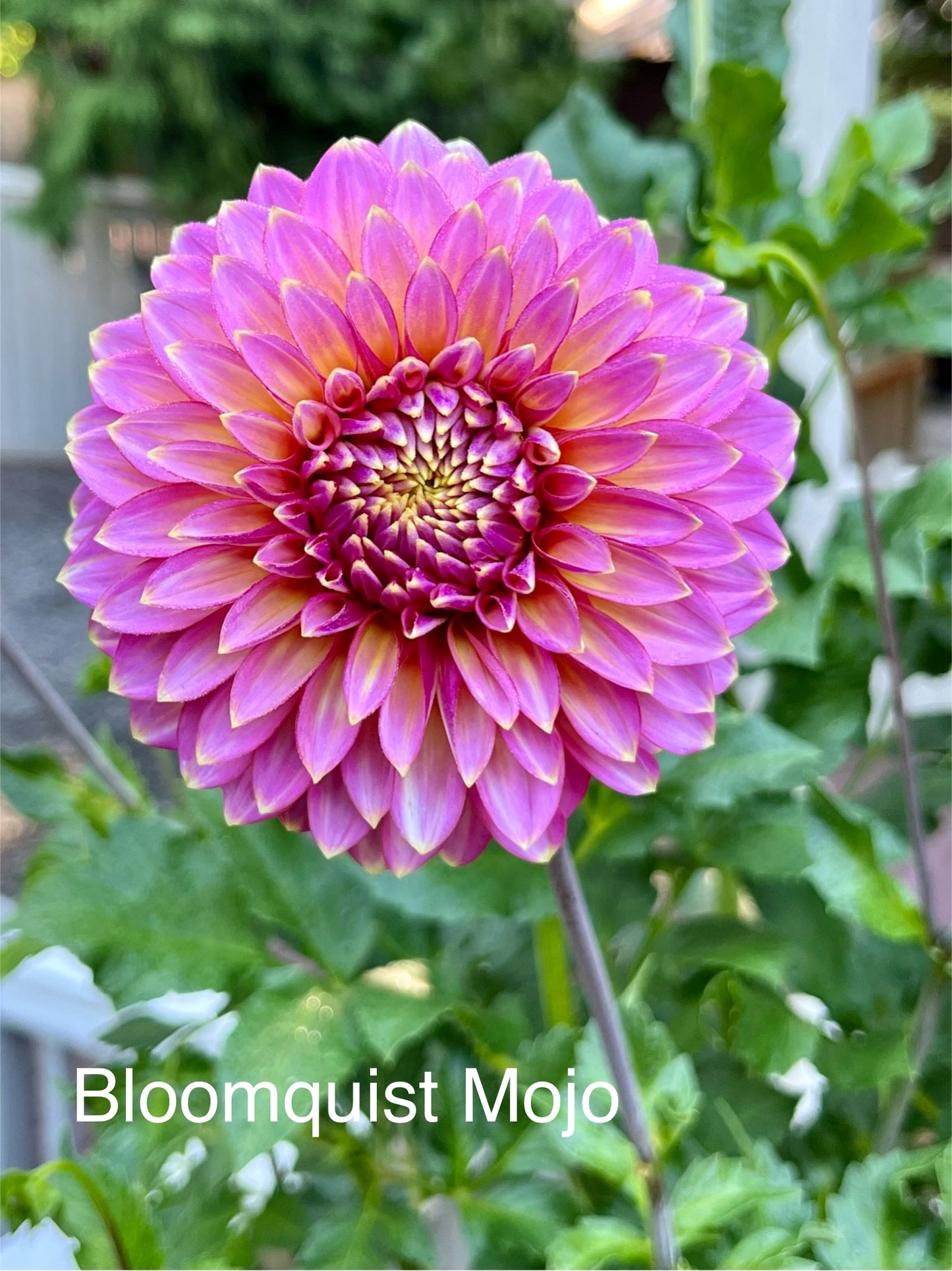 Bloomquist Mojo Rooted Cutting - LOCAL PICK UP ONLY