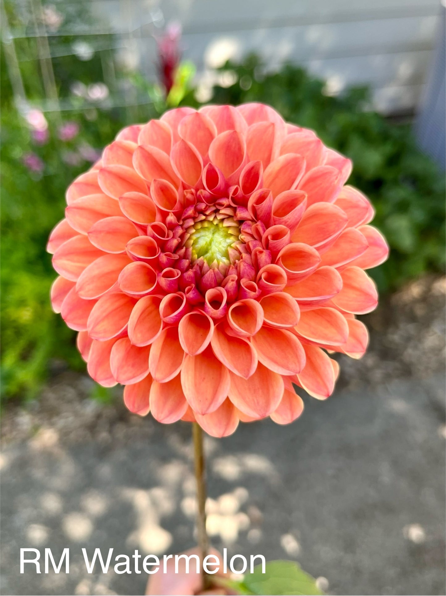 RM Watermelon Rooted Cutting - LOCAL PICK UP ONLY