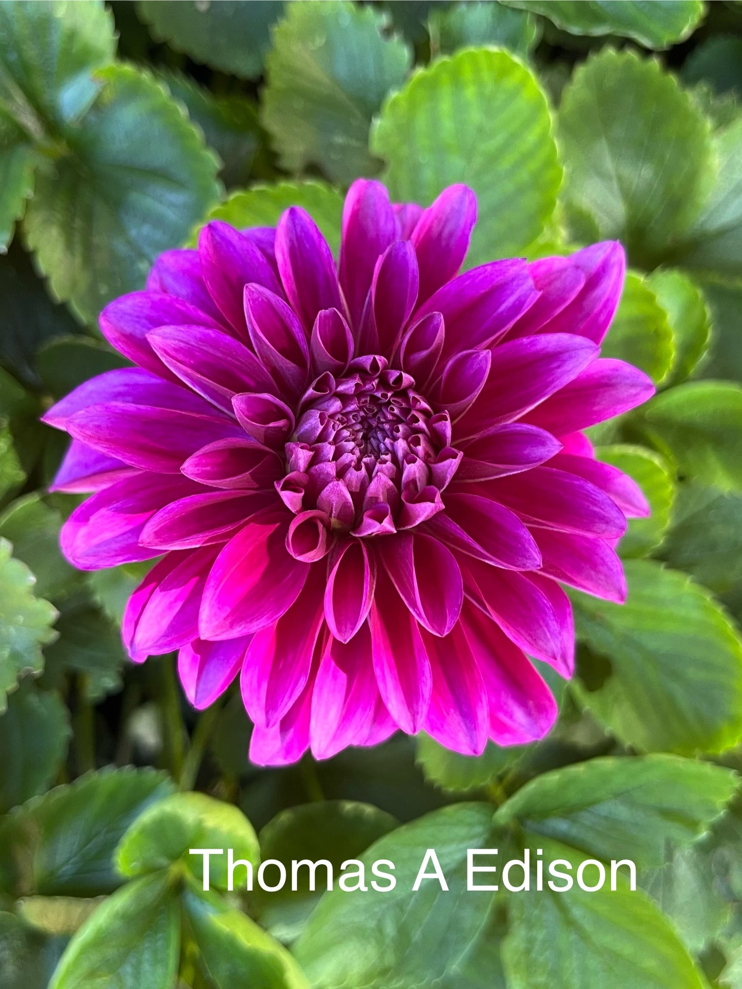 Thomas A. Edison