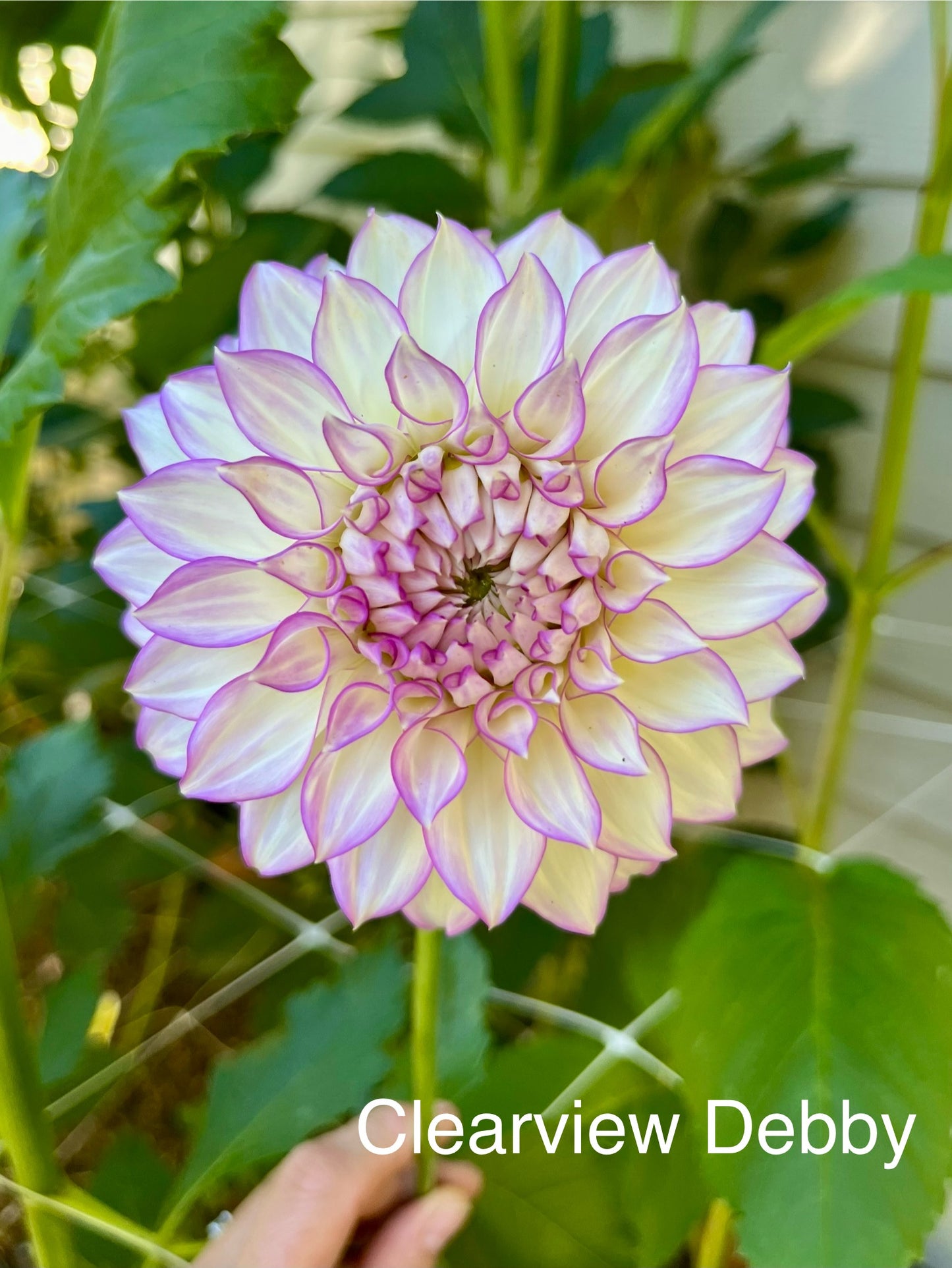 Clearview Debby Rooted Cutting - LOCAL PICK UP ONLY