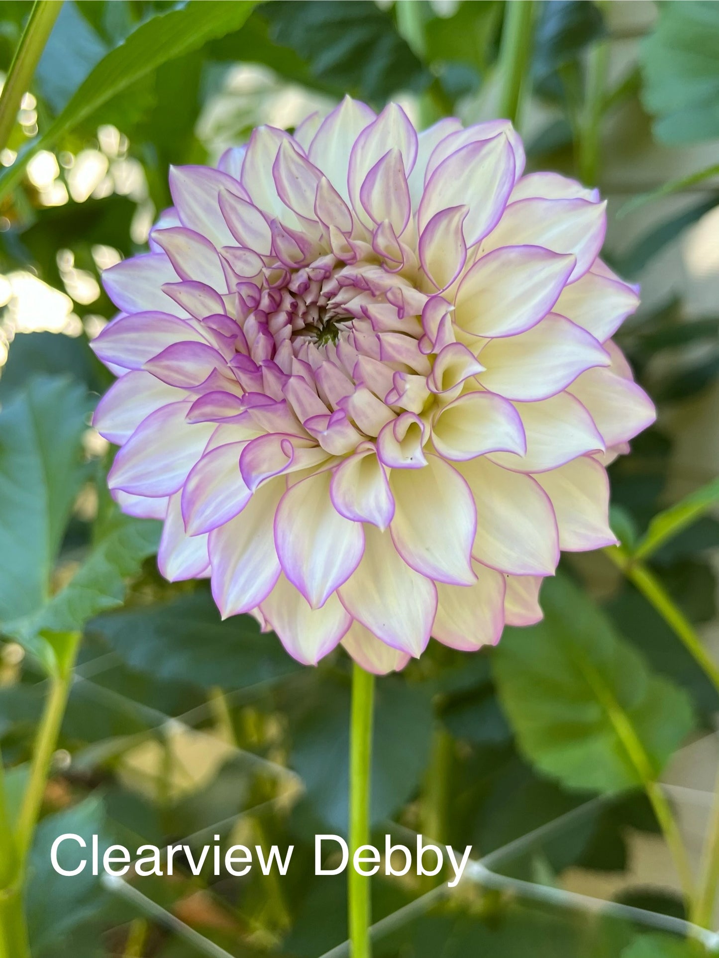 Clearview Debby Rooted Cutting - LOCAL PICK UP ONLY