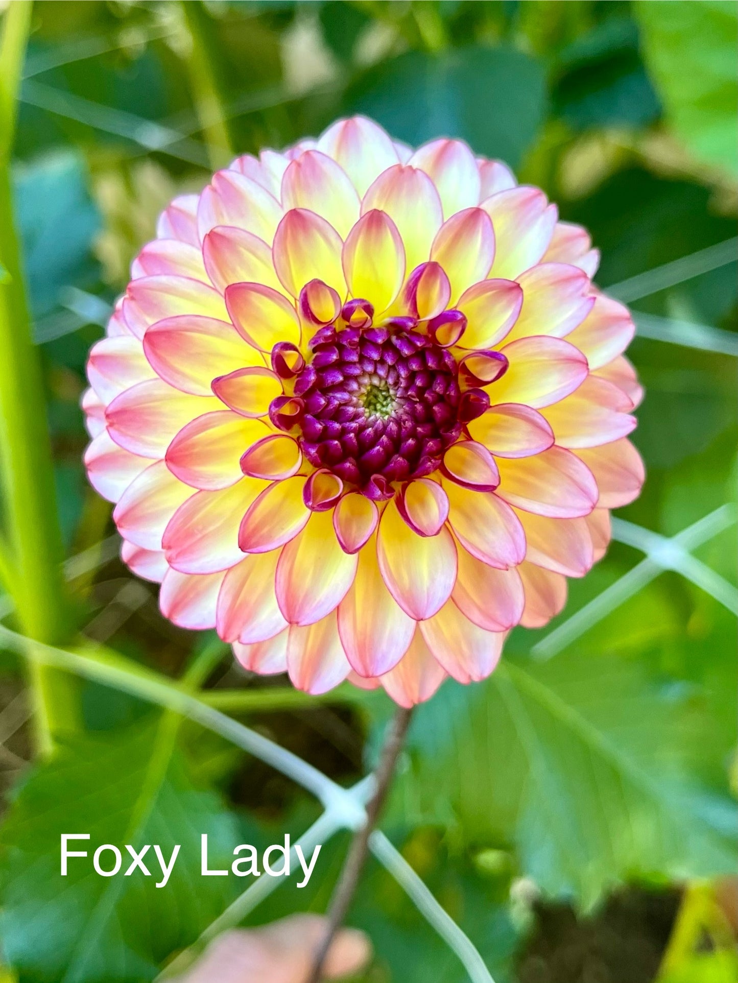 Foxy Lady