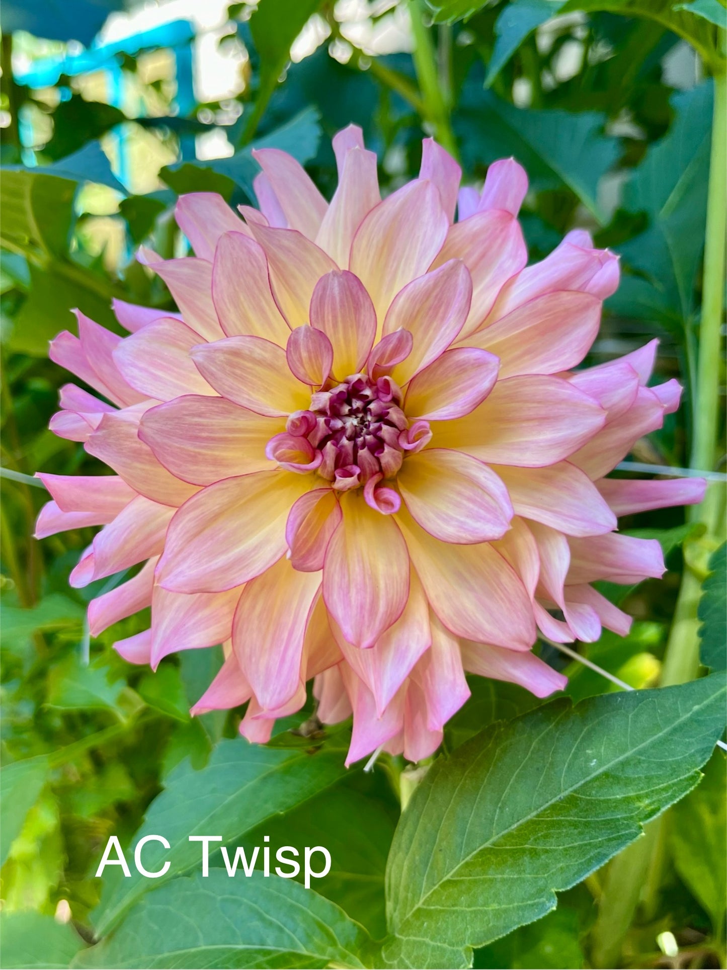 AC Twisp Rooted Cutting - LOCAL PICK UP ONLY