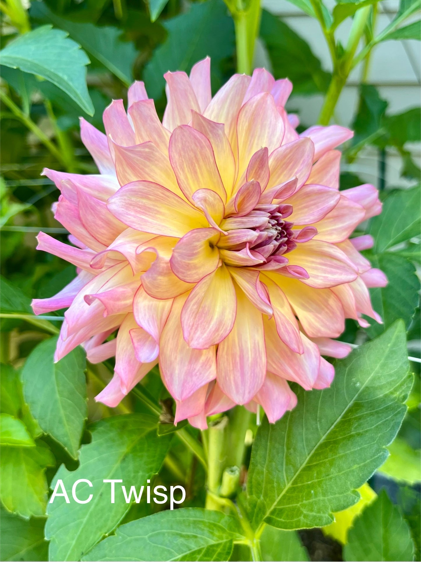 AC Twisp Rooted Cutting - LOCAL PICK UP ONLY