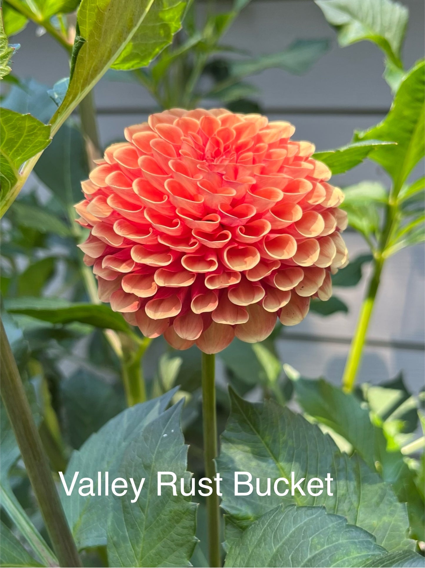 Valley Rust Bucket