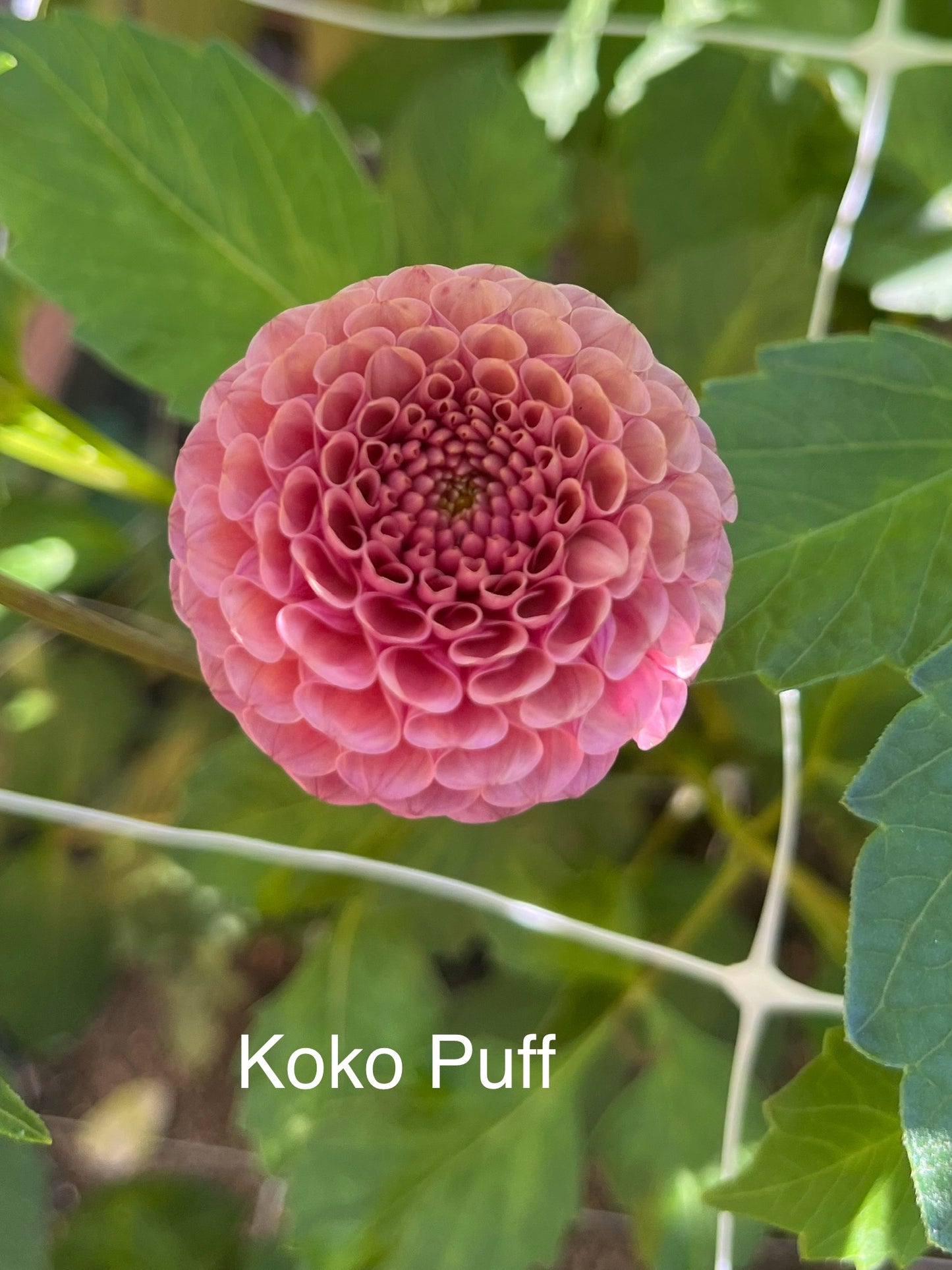Koko Puff