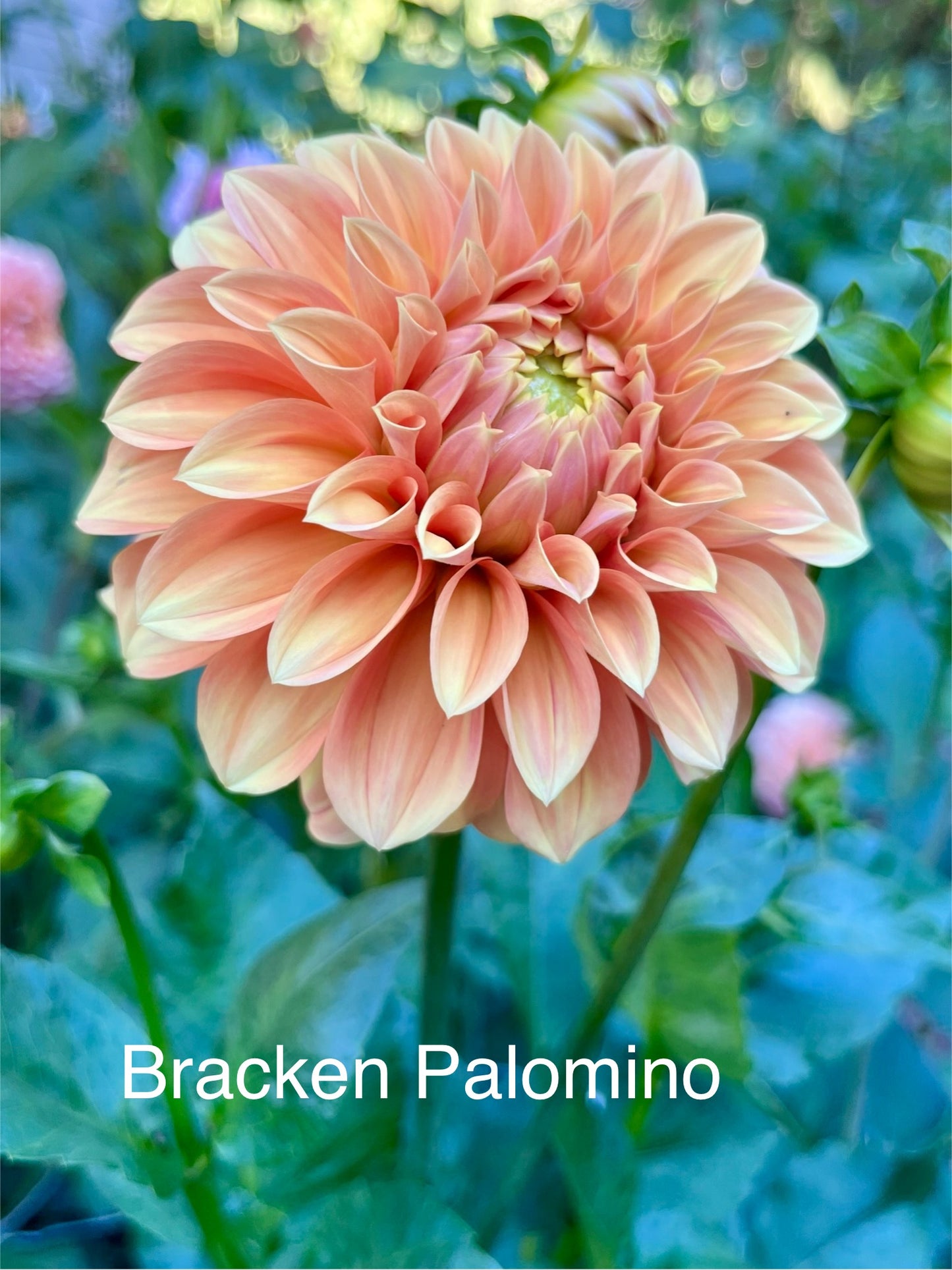 Bracken Palomino