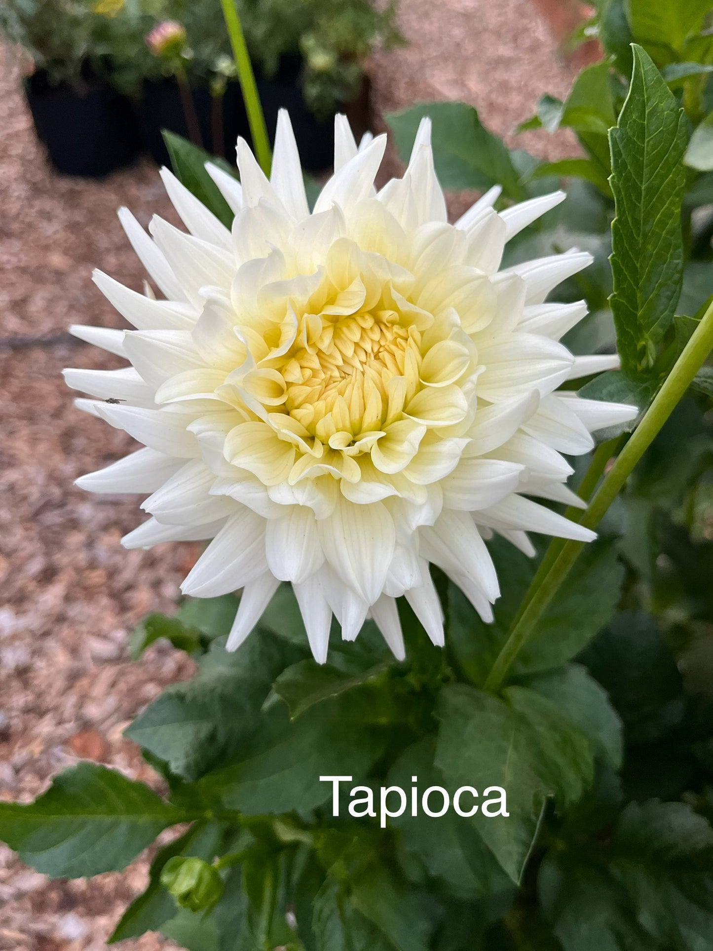 Tapioca