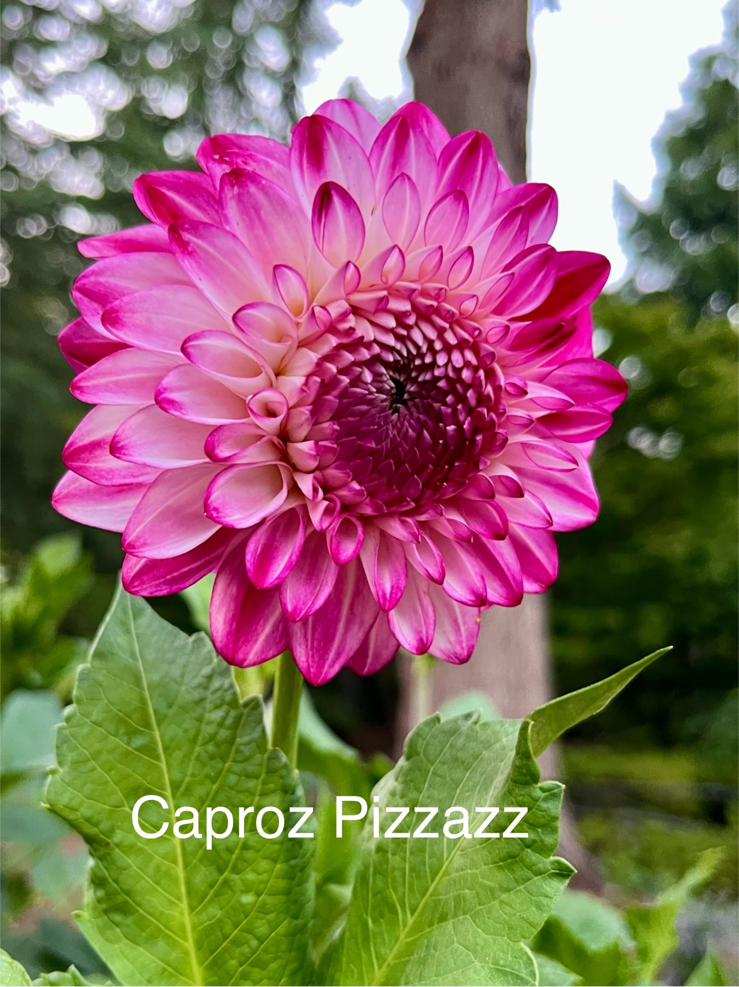 Caproz Pizzazz