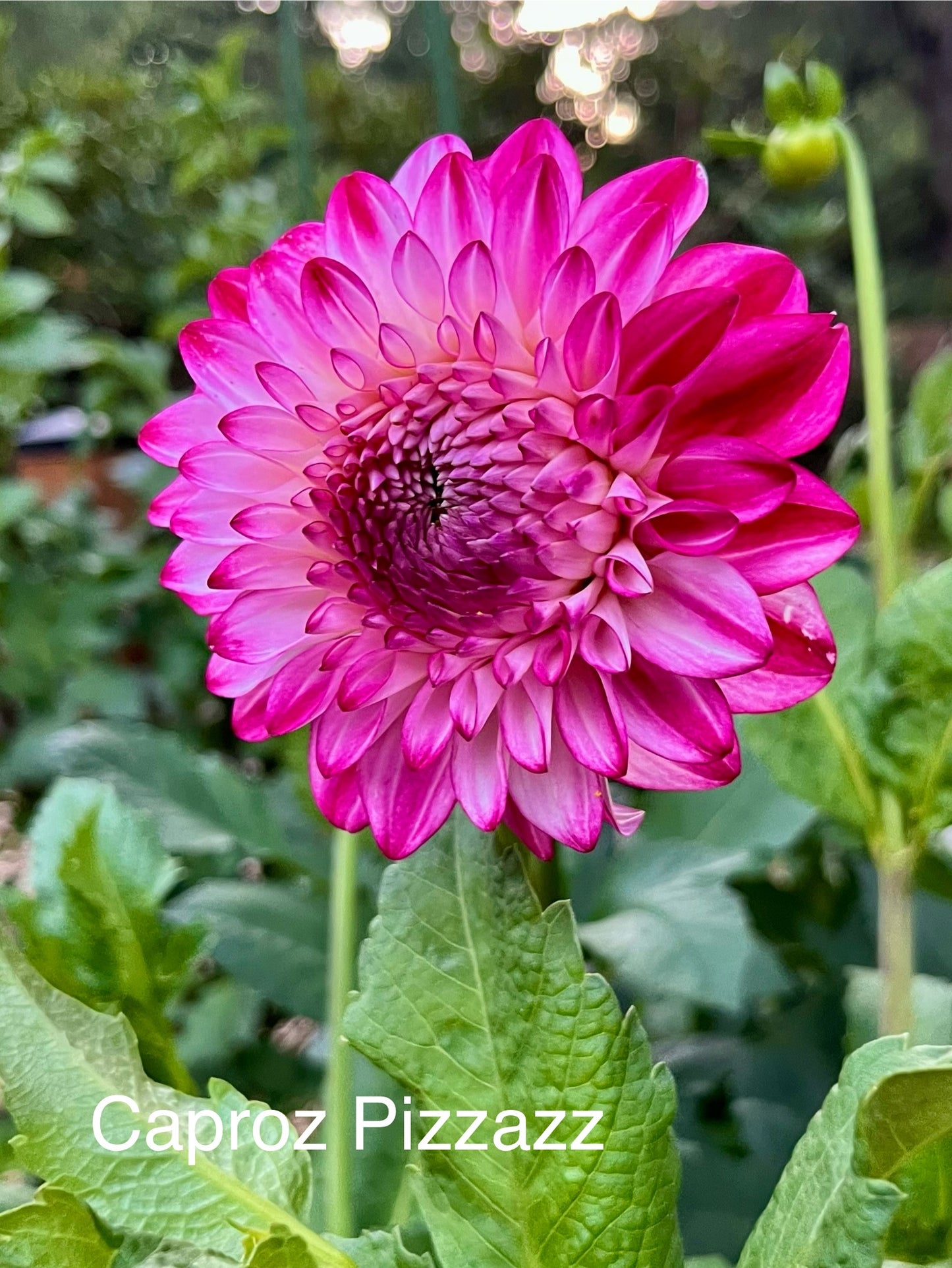 Caproz Pizzazz