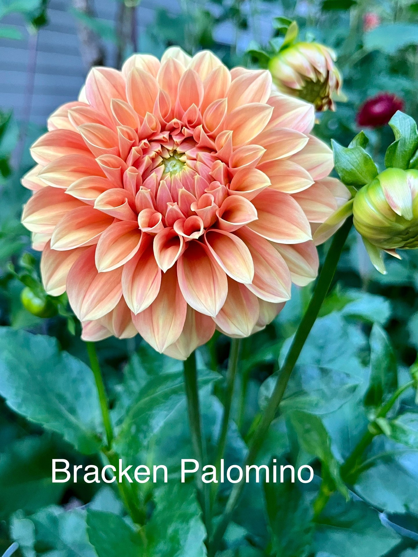Bracken Palomino