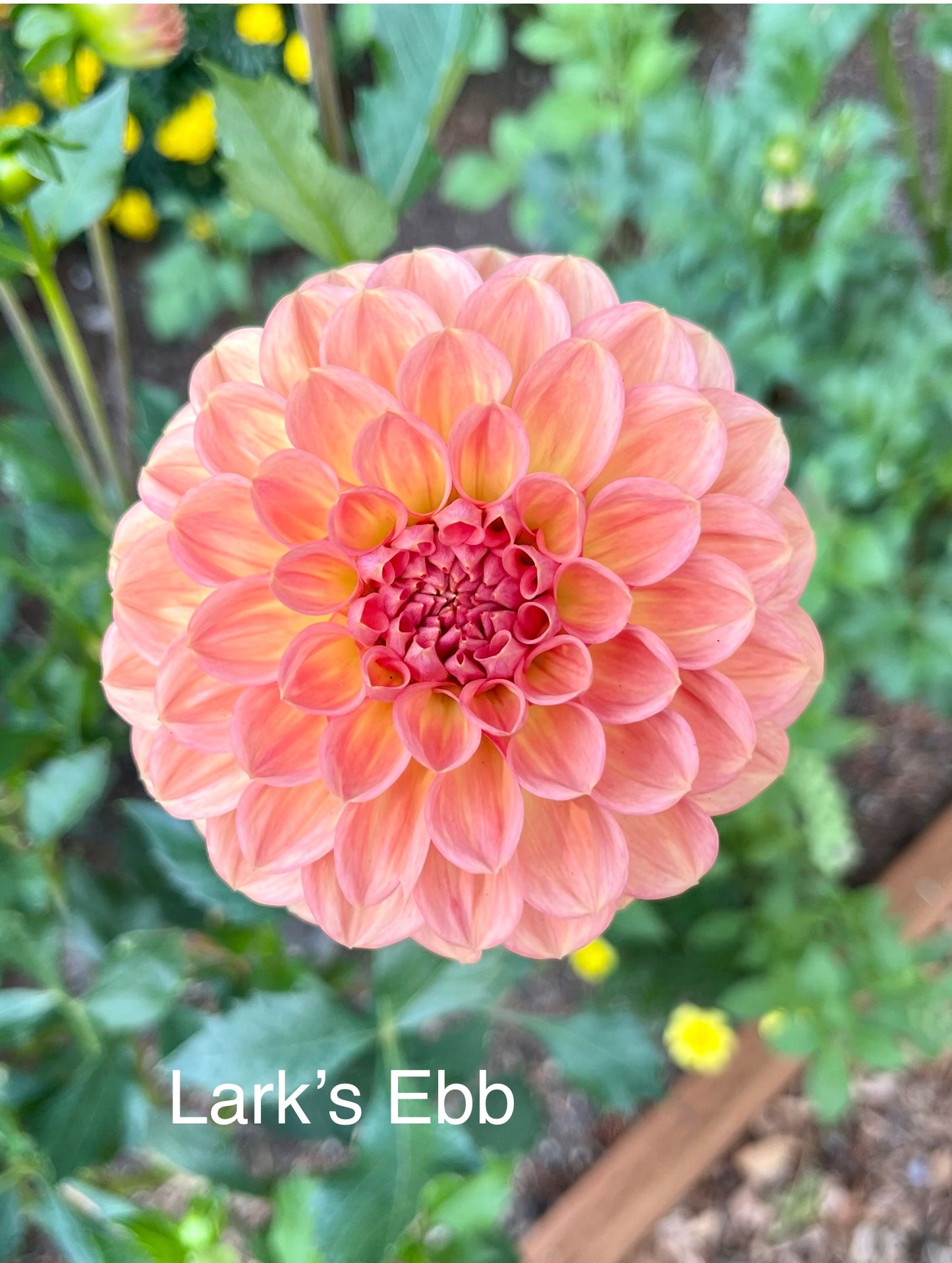 Lark's Ebbe