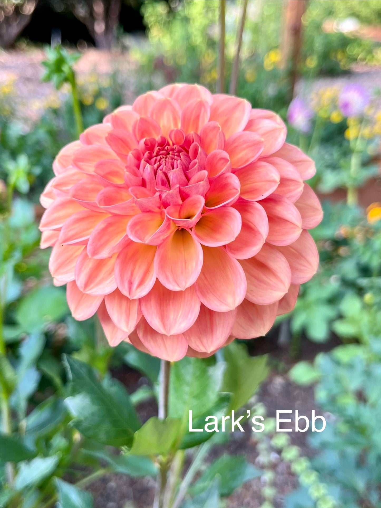 Lark's Ebbe