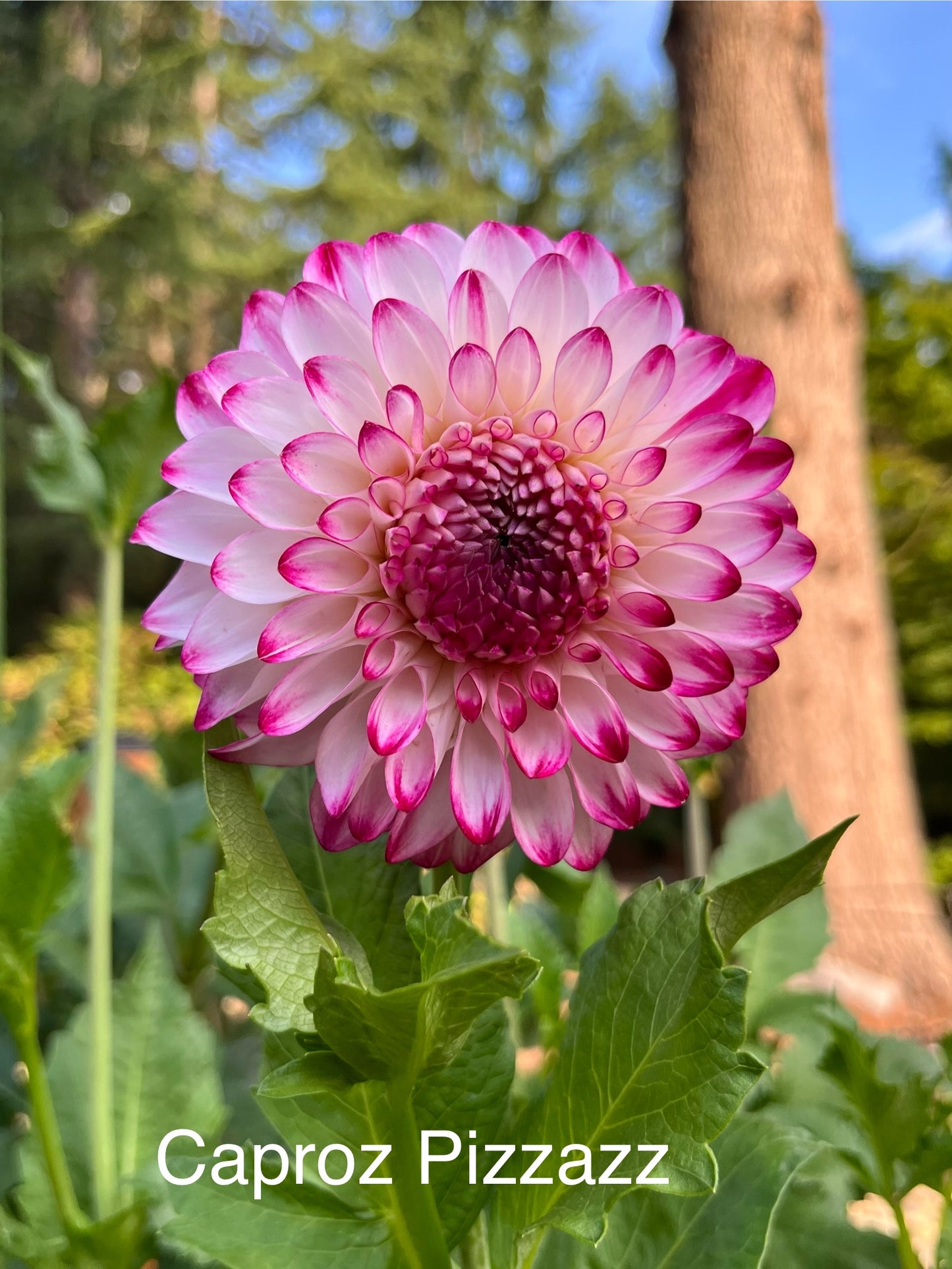 Caproz Pizzazz