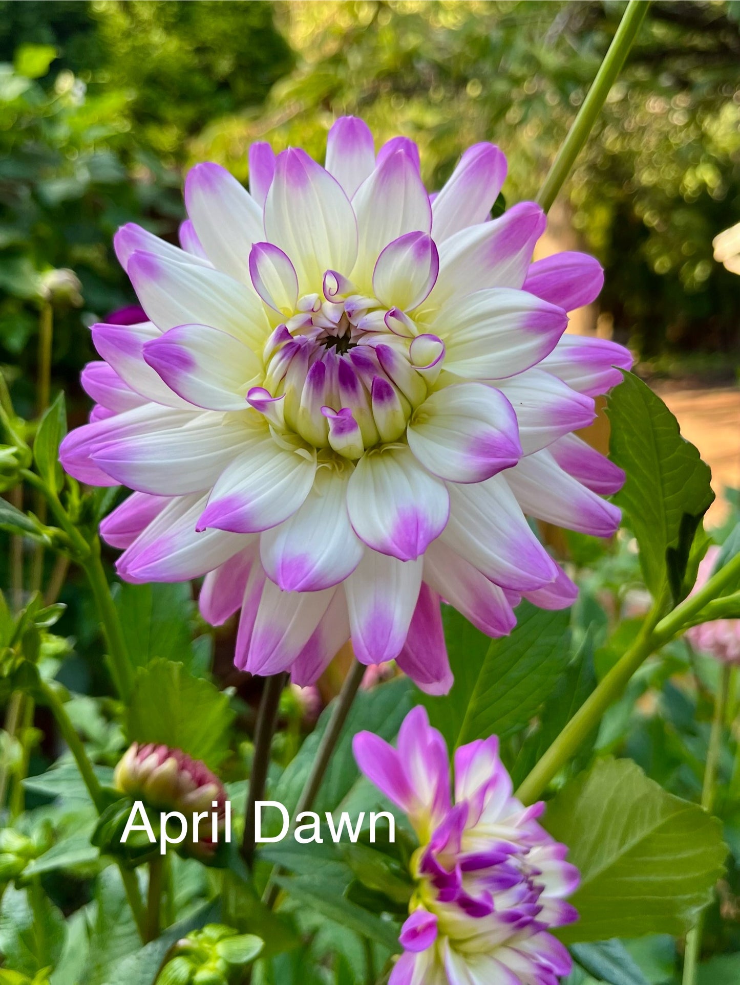 April Dawn
