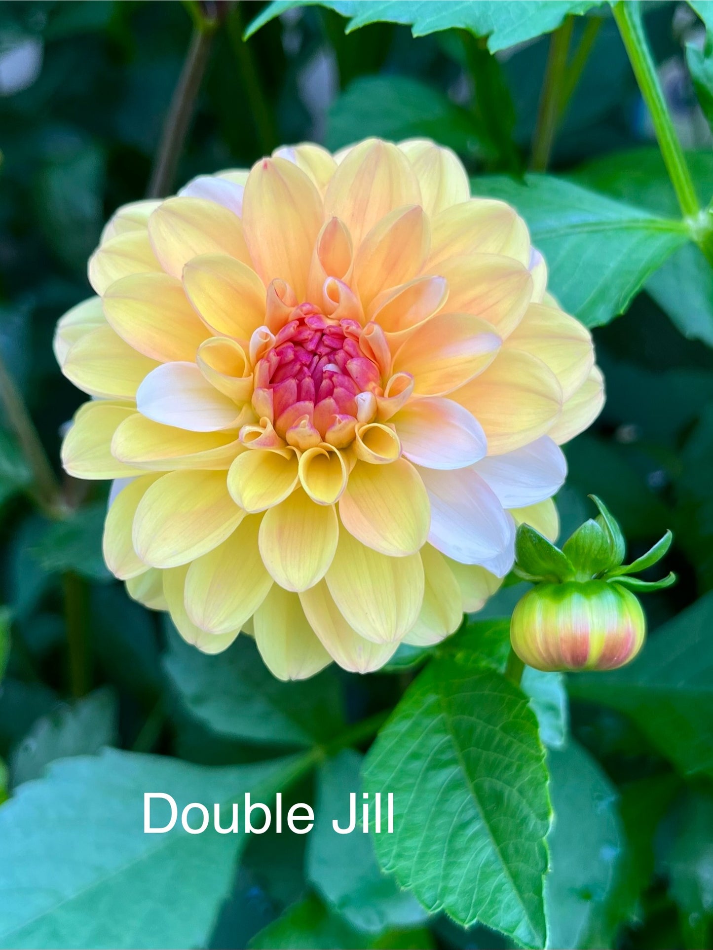 Double Jill