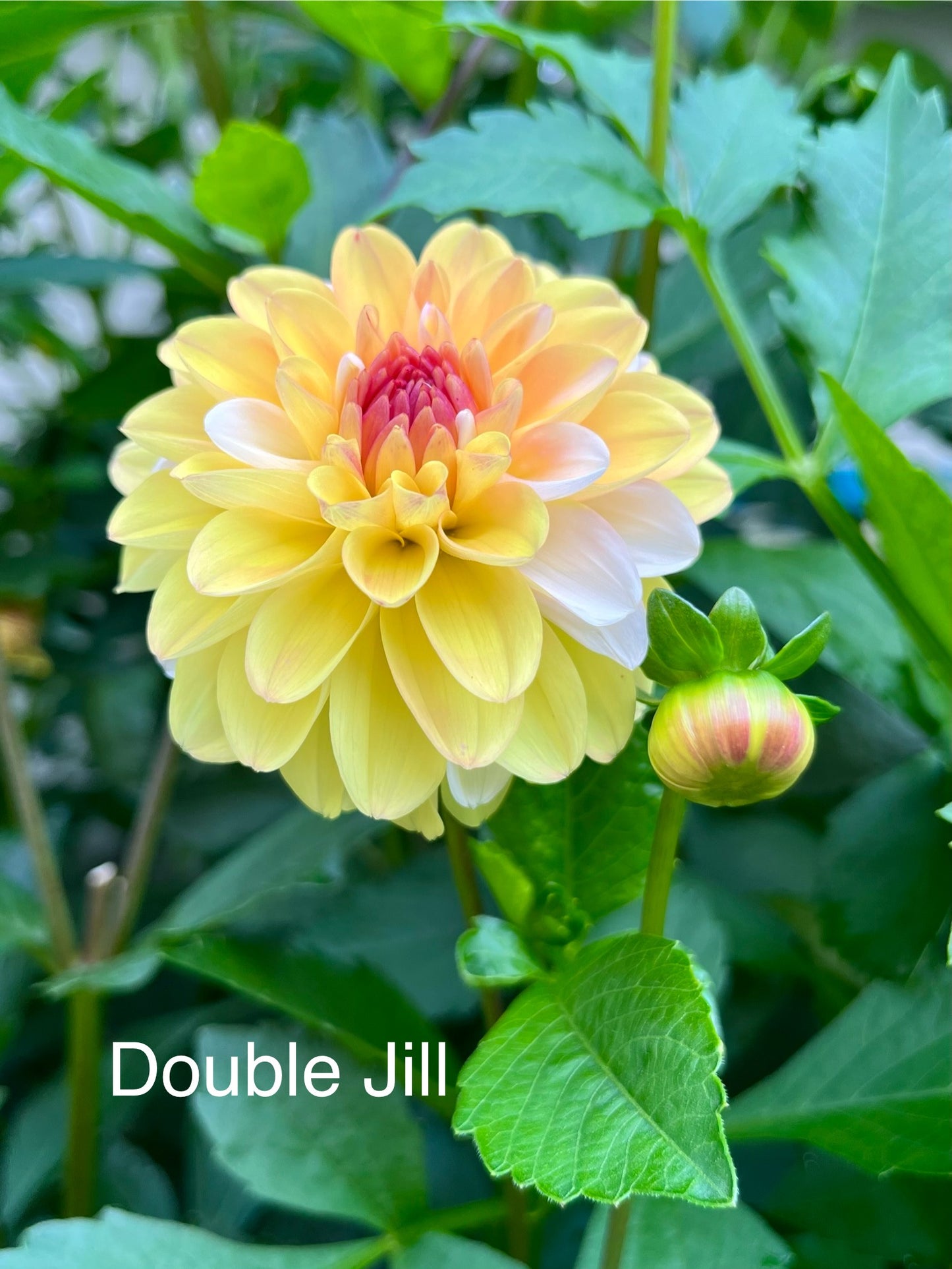 Double Jill