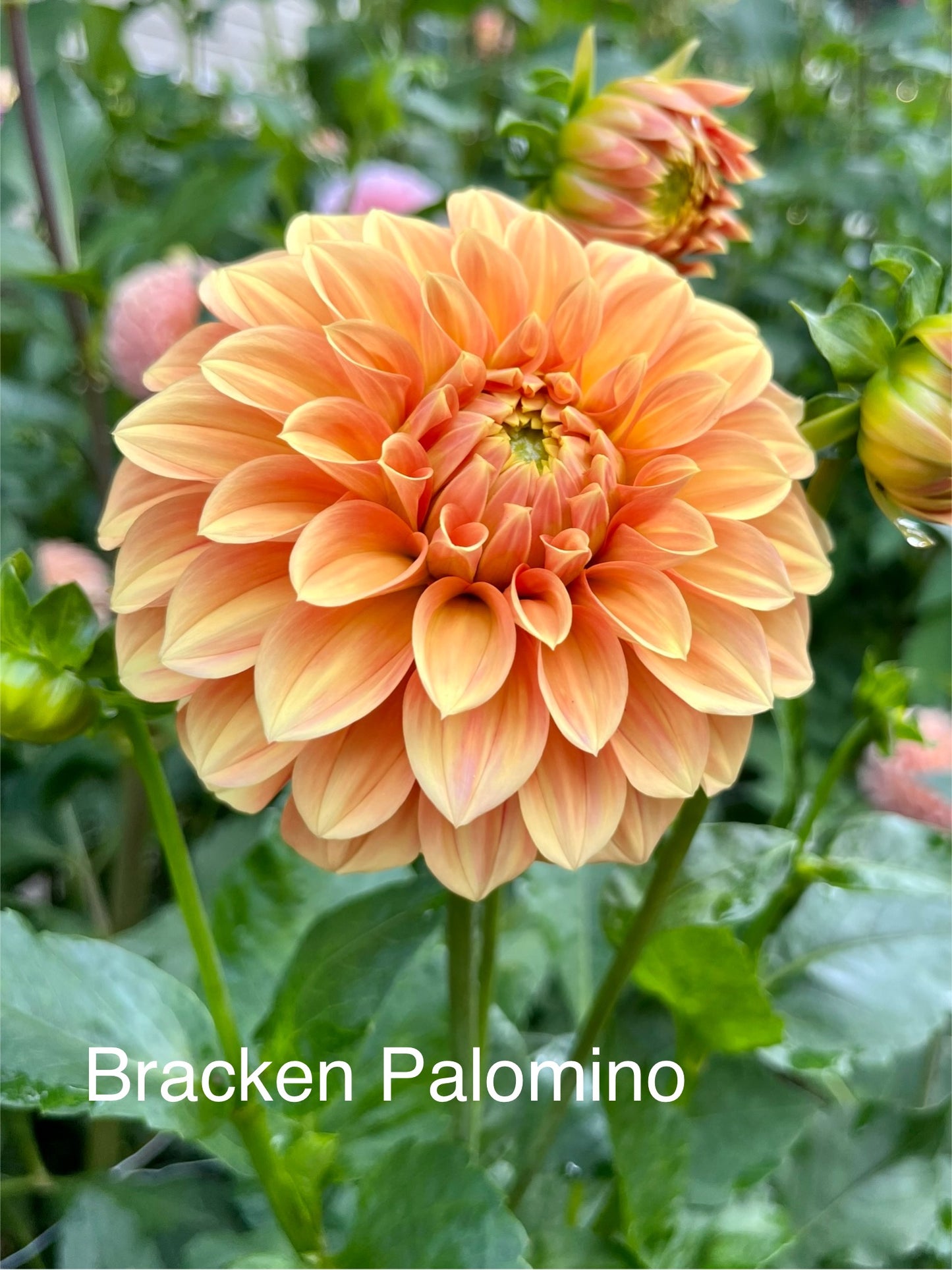Bracken Palomino
